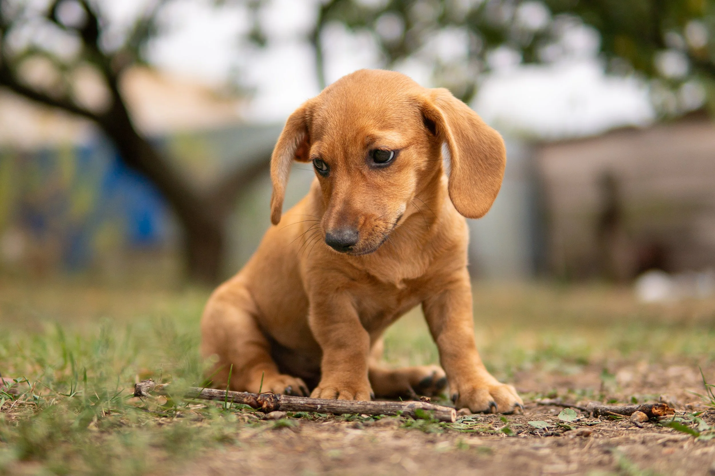 Cachorro marrón oscuro con orejas largas y colas largas, sentado en el césped con un palo pequeño, en un jardín con árboles.