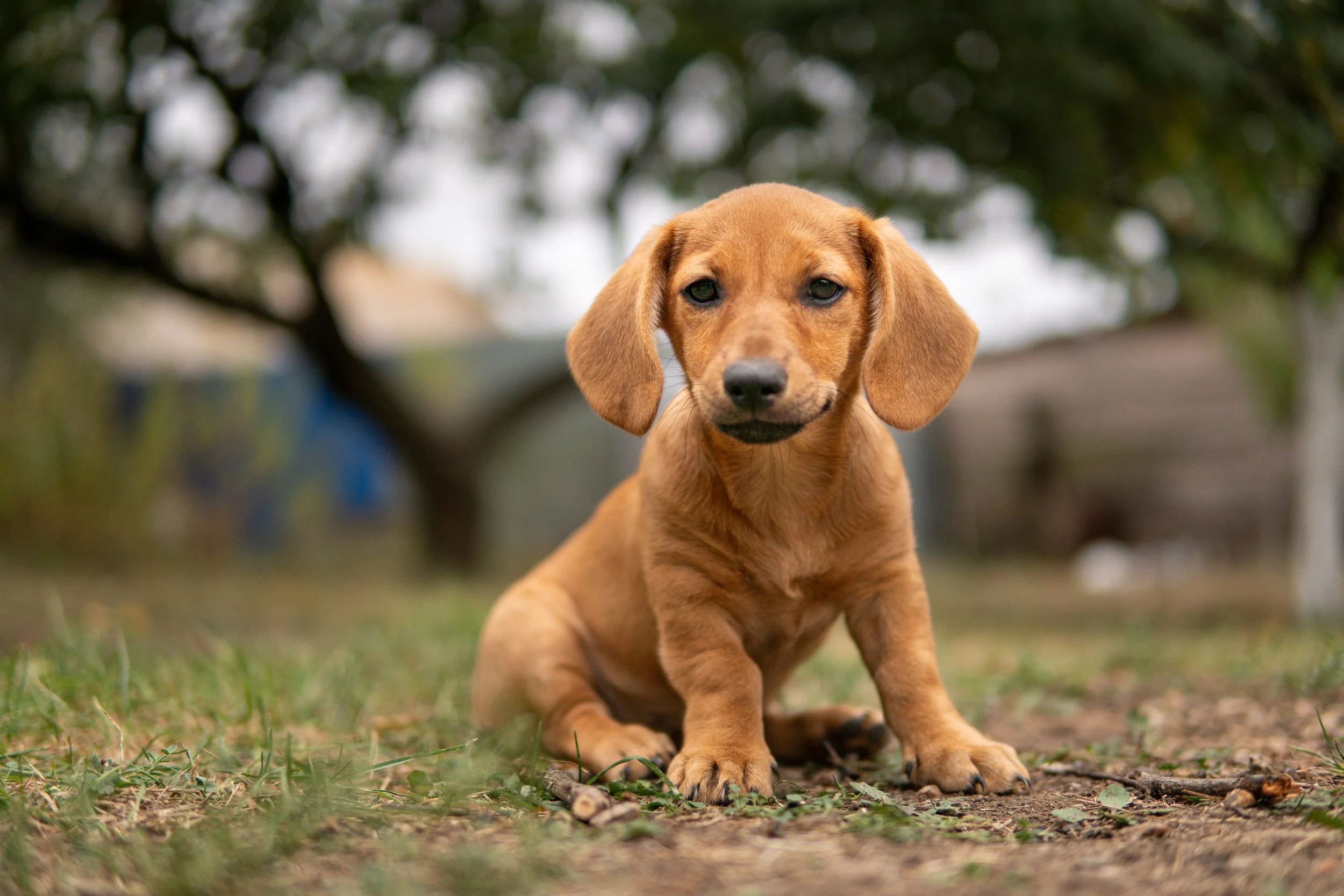 Cachorro Dachshund de color marrón claro sentado en el césped con fondo de árboles y estructura difusa