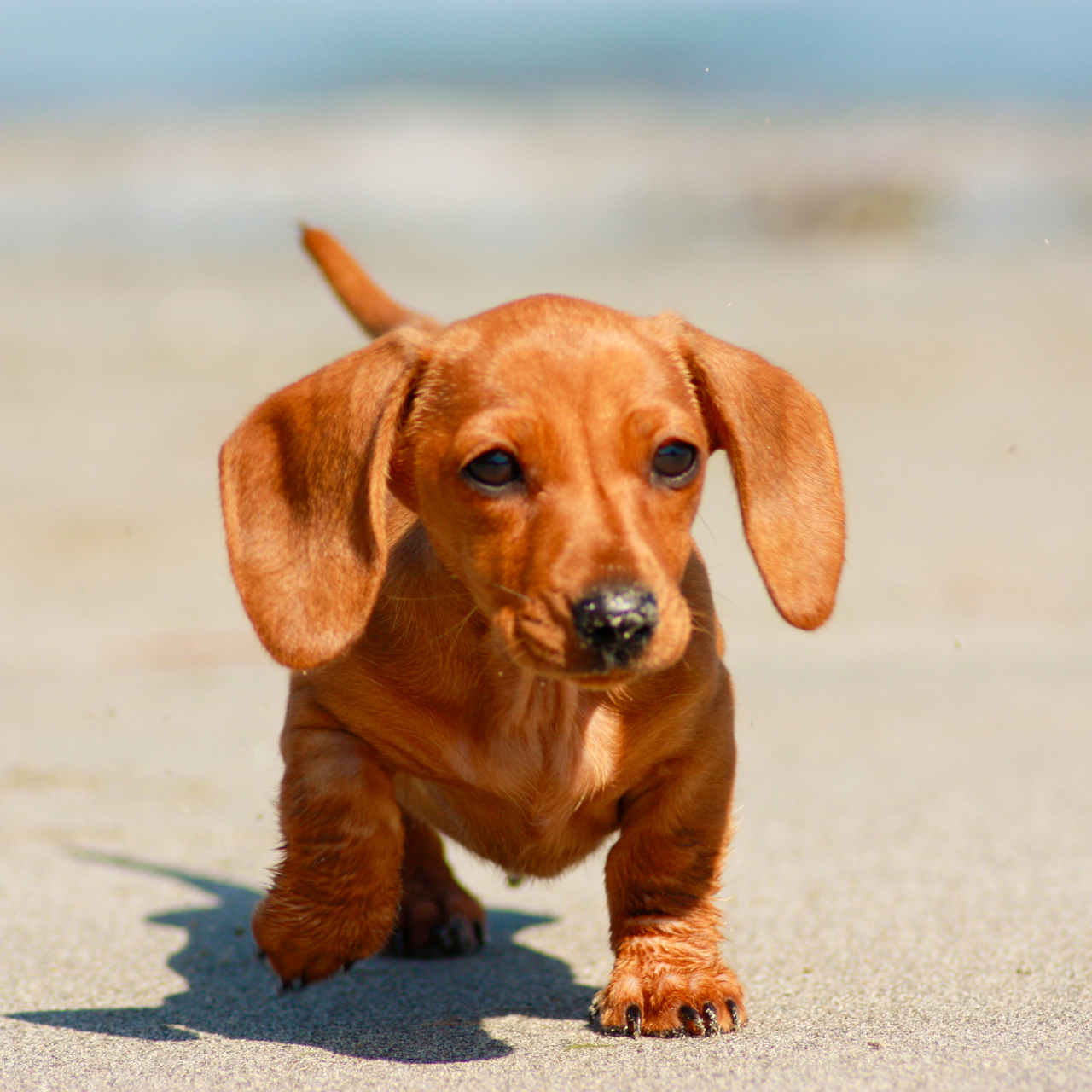 Cachorro de raza dachshund caminando en la playa con arena y agua de fondo.
