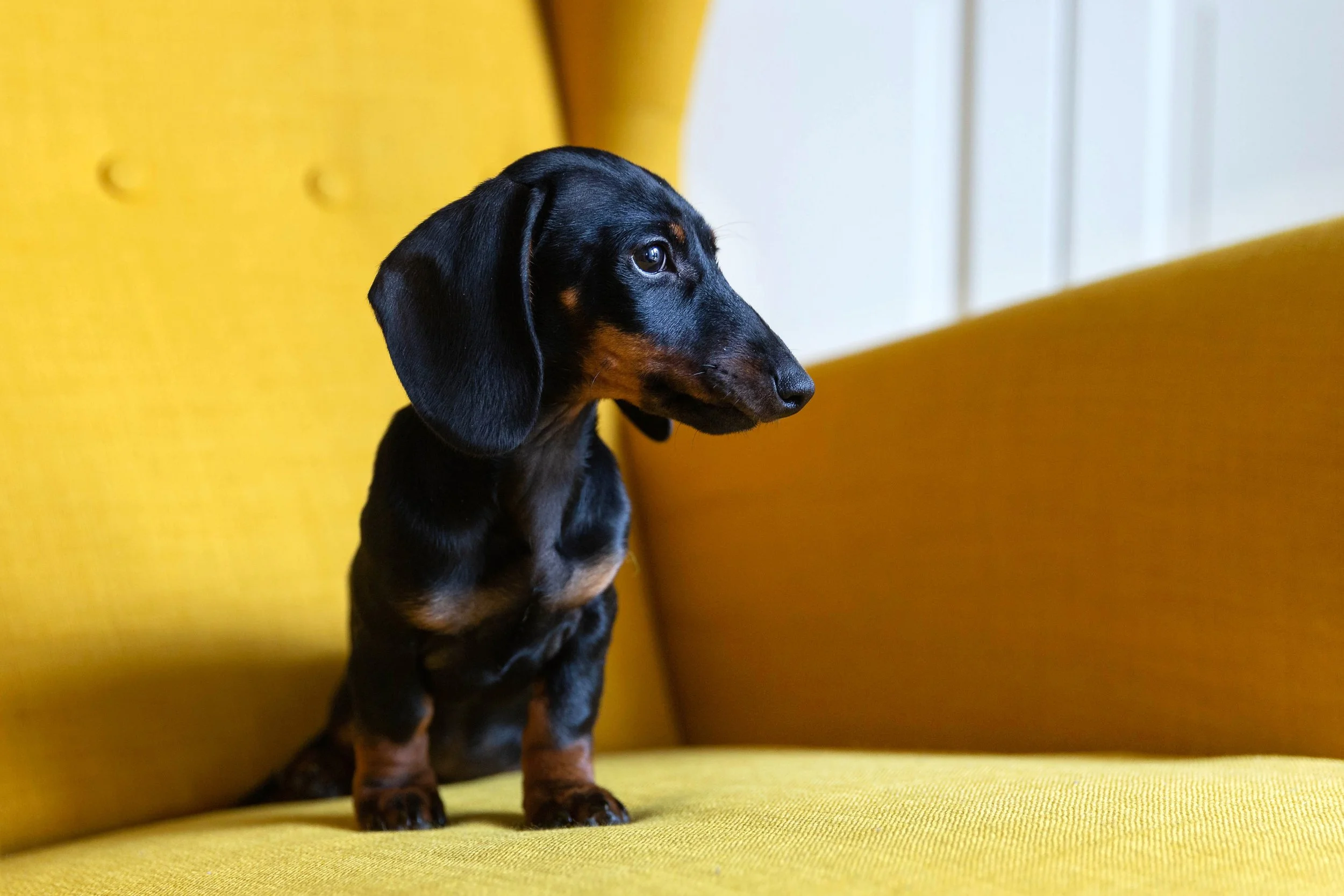 cute-puppy-of-dachshund-2026-01-08-22-26-56-utc (2).jpg