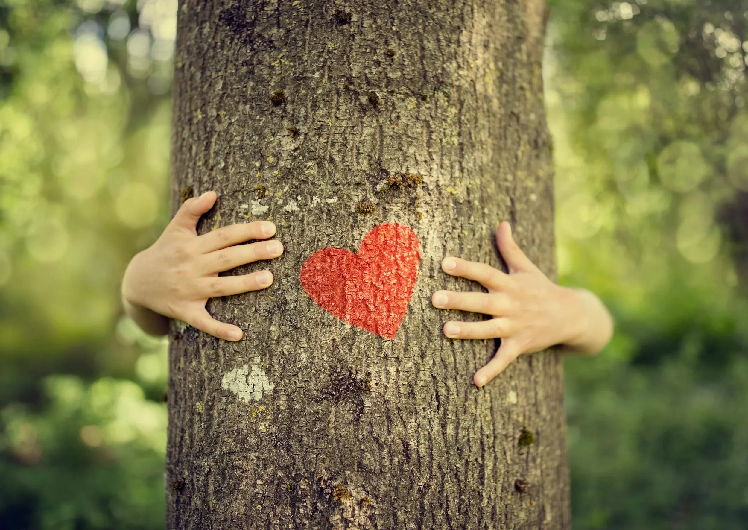 Manos tocando un árbol con un corazón pintado en él, en un bosque
