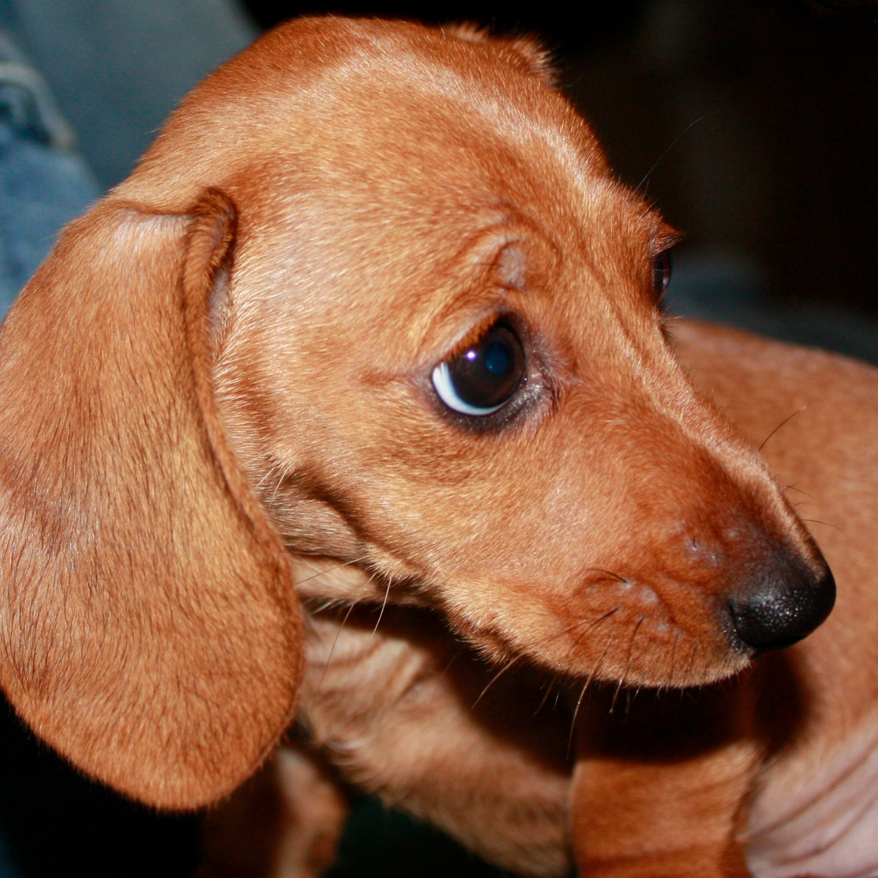 Cachorro de color marrón con orejas largas y ojos grandes, mirando hacia un lado.