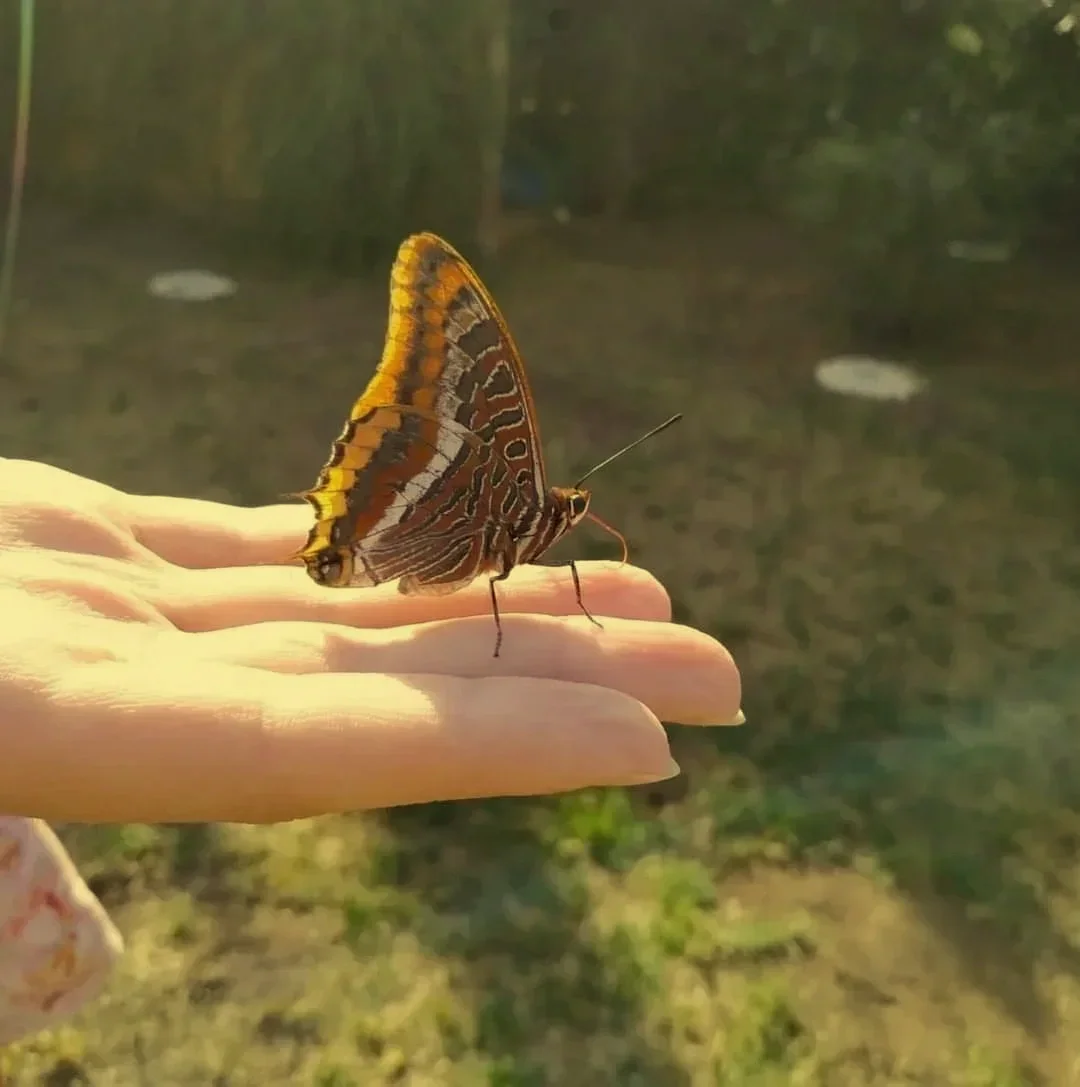 Una mariposa de colores anaranjados y oscuros posada en el dedo de una persona, con un fondo natural borroso.