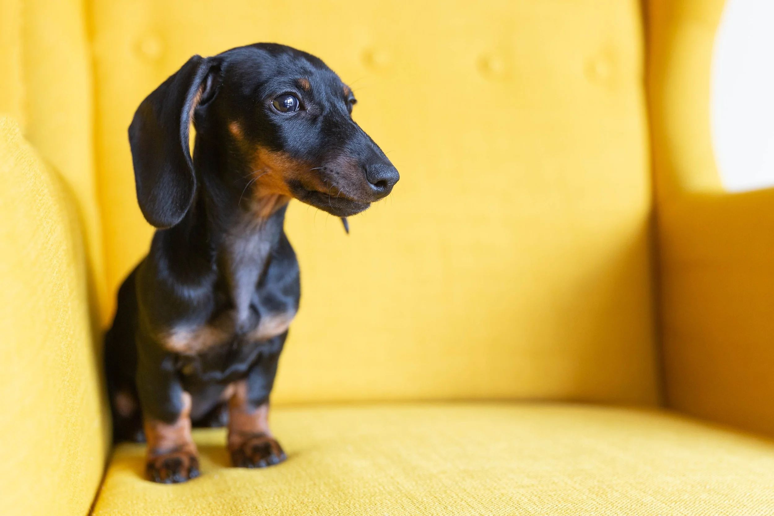 adorable-puppy-of-dachshund-2026-01-08-06-25-02-utc.jpg
