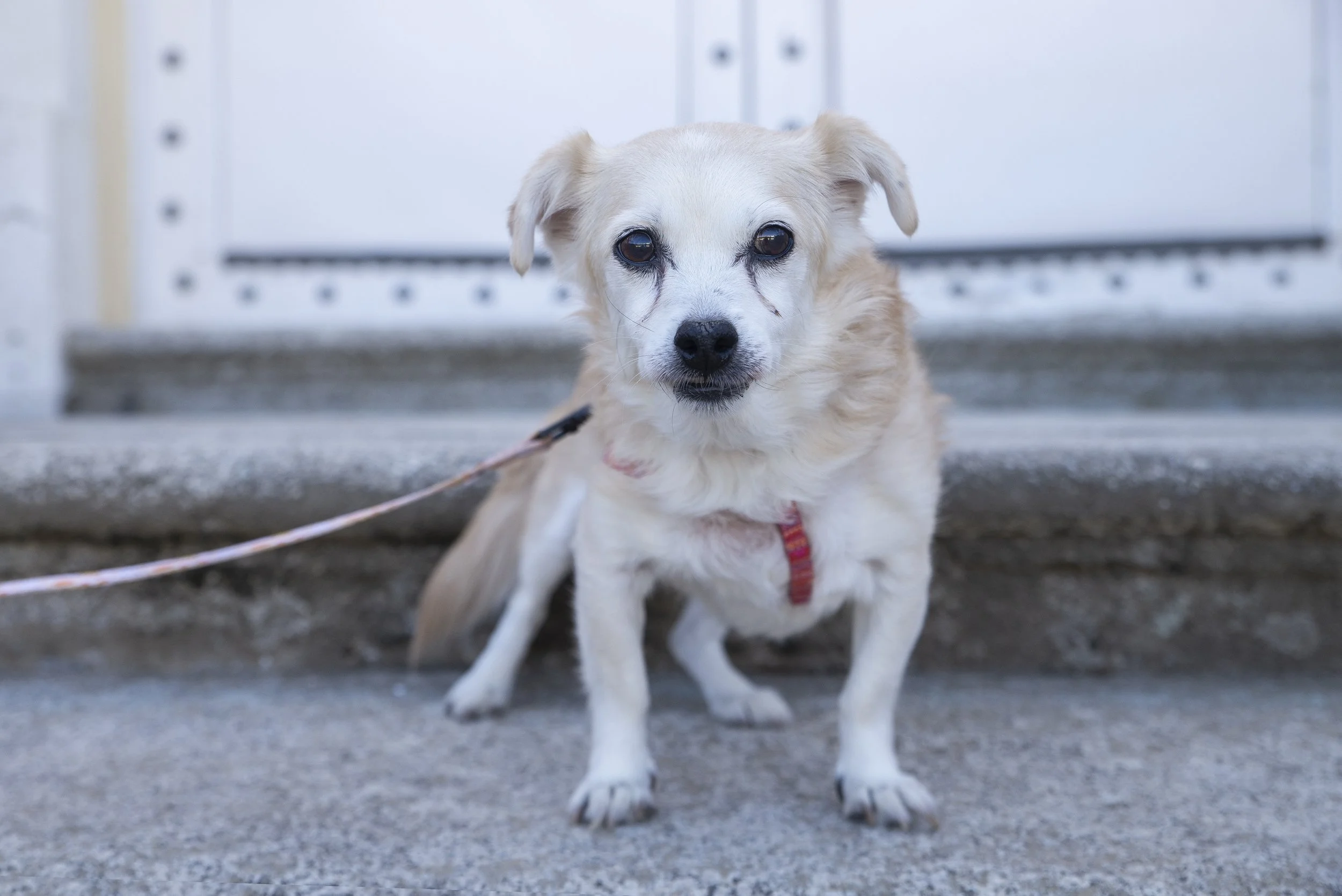 Perro pequeño de color beige, sentado en la acera, con collar rojo, frente a una puerta blanca, con expresión triste.