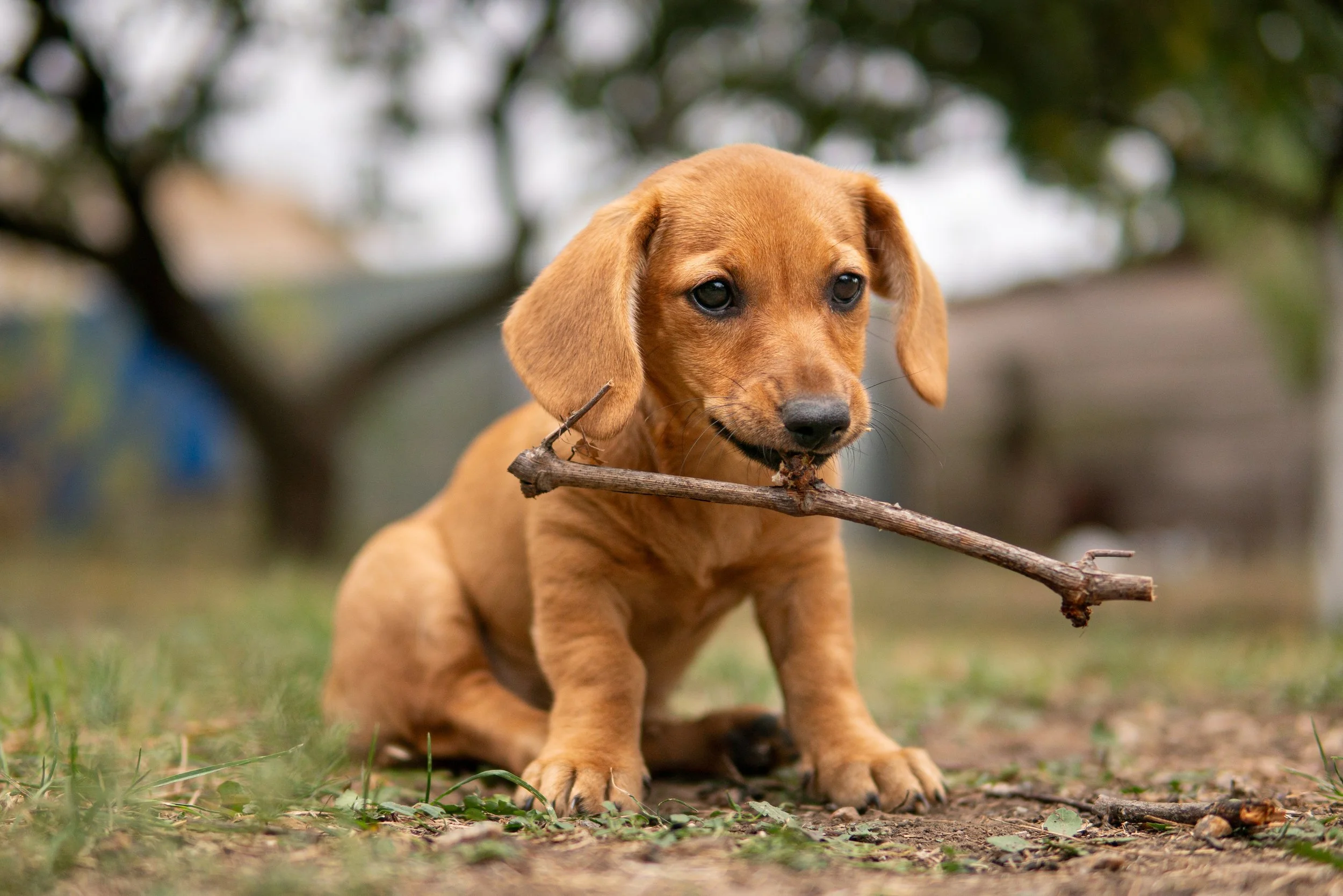 Perro cachorro de color marrón claro con rama en la boca, sentado en tierra con césped y árboles en el fondo.