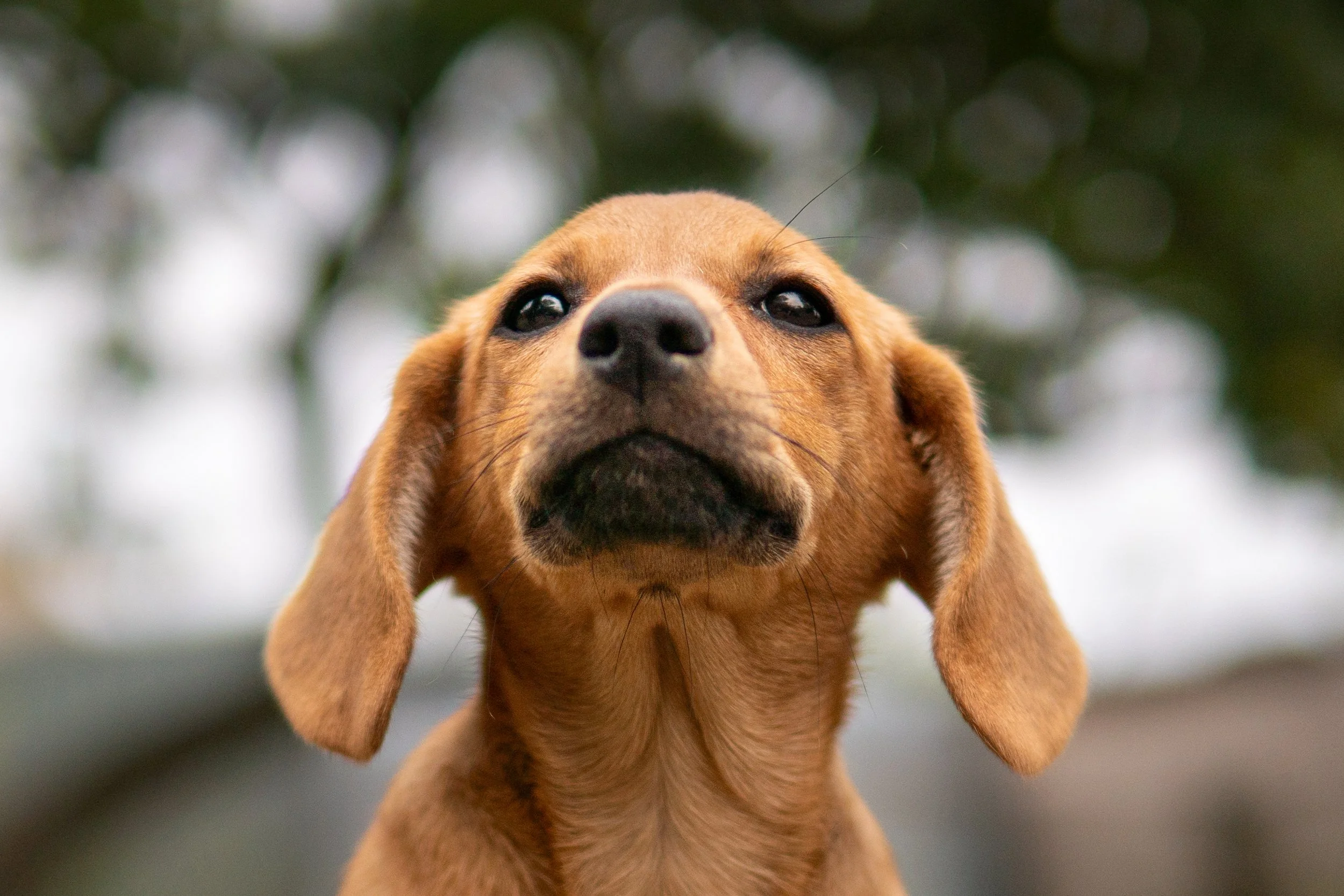 Primer plano de un perro de raza beagle con orejas largas y expresión seria, fondo desenfocado de árboles.