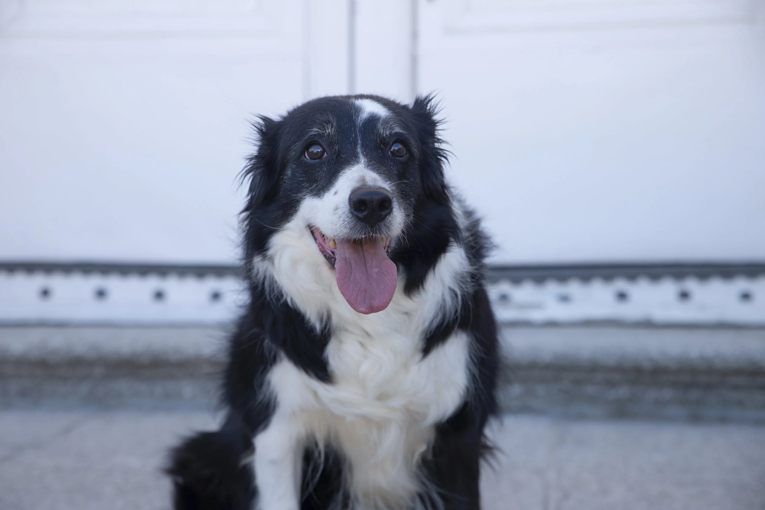 Perro Border Collie negro y blanco sentado con la lengua afuera, frente a una puerta blanca.