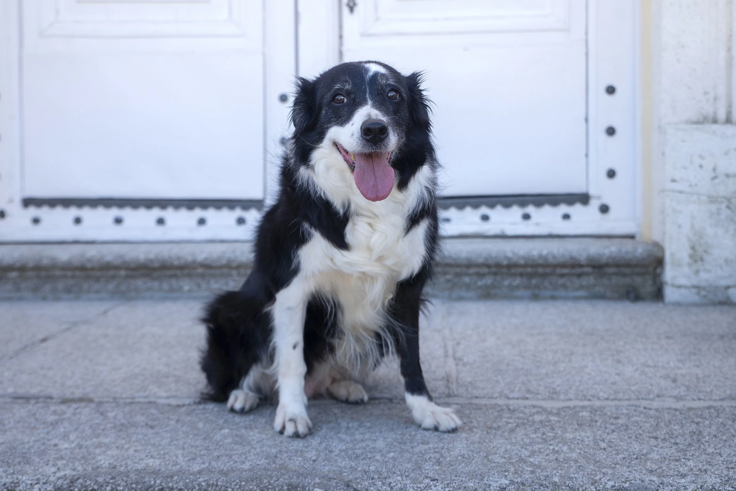 Perro border collie sentado frente a una puerta blanca, con lengua afuera y apariencia contento.