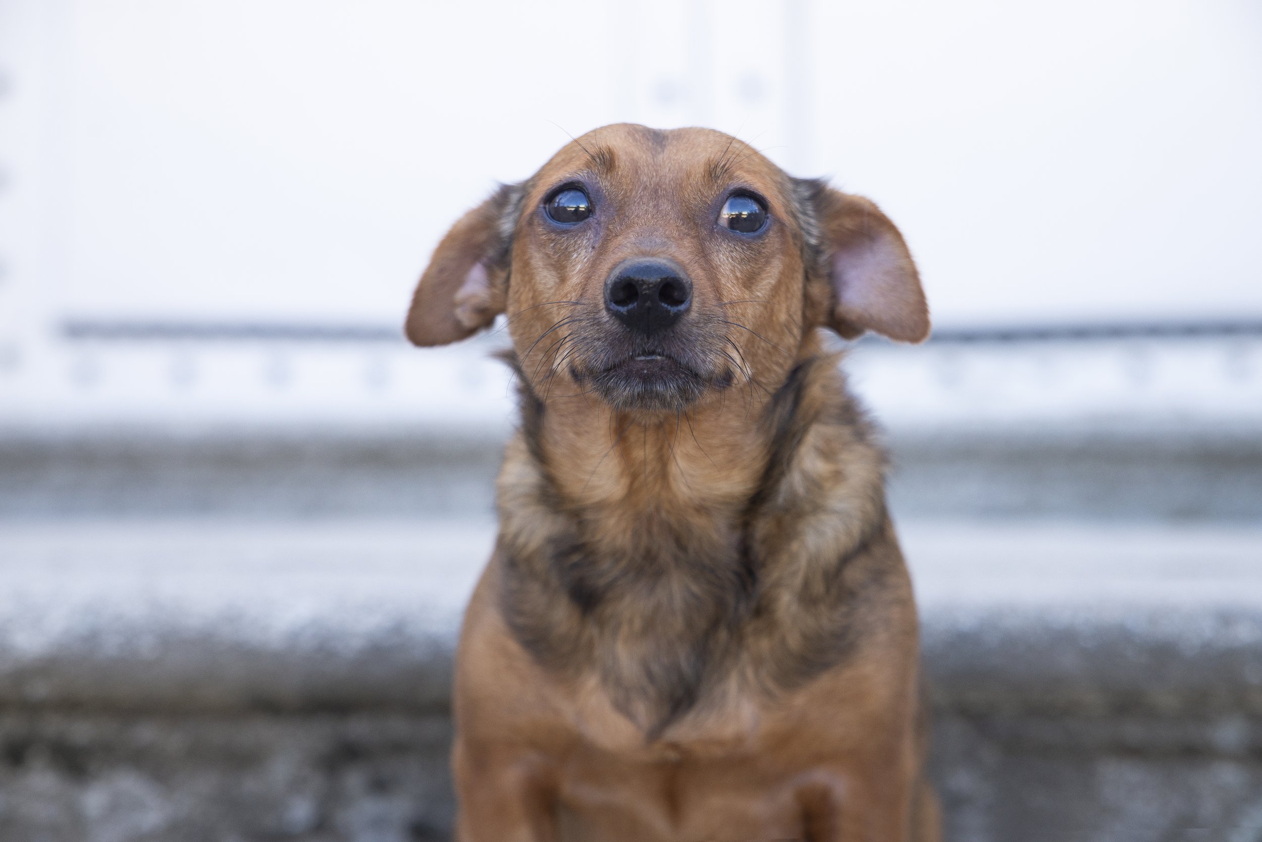 Un perro pequeño de color marrón con orejas caídas mirando hacia la cámara, sentado en un fondo de escaleras.