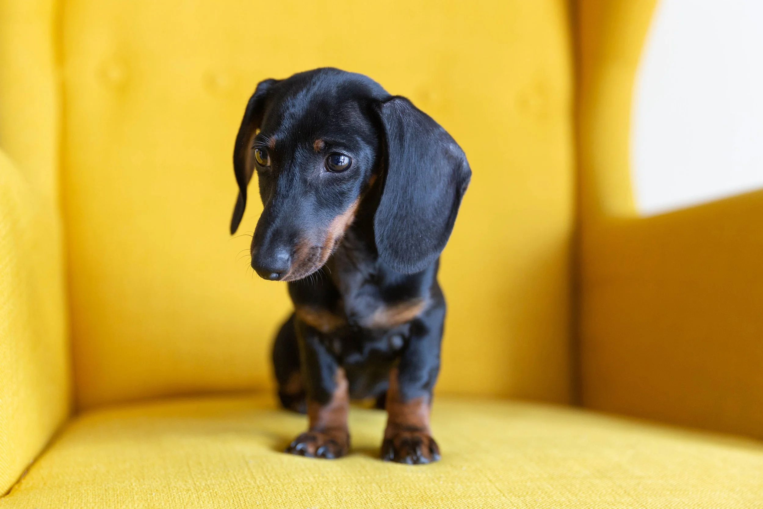 portrait-of-dachshund-puppy-2026-01-08-22-24-20-utc.jpg