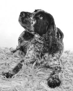 Perro de raza cocker spaniel acostado en el suelo con pelaje rizado y orejas largas, mirando hacia arriba.