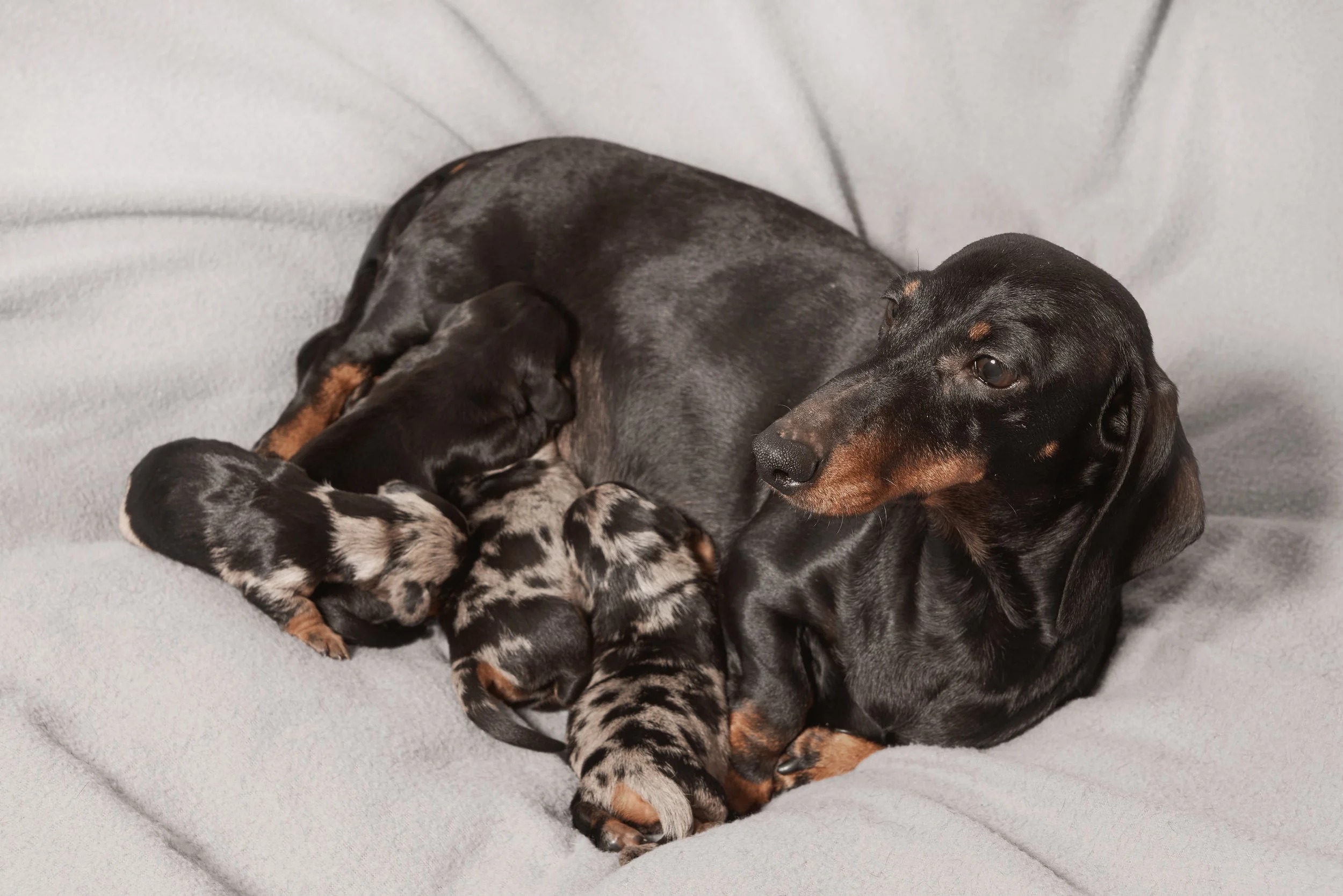 Una madre perro de raza Dachshund con tres cachorros, en un sofá gris, todos descansando juntos.