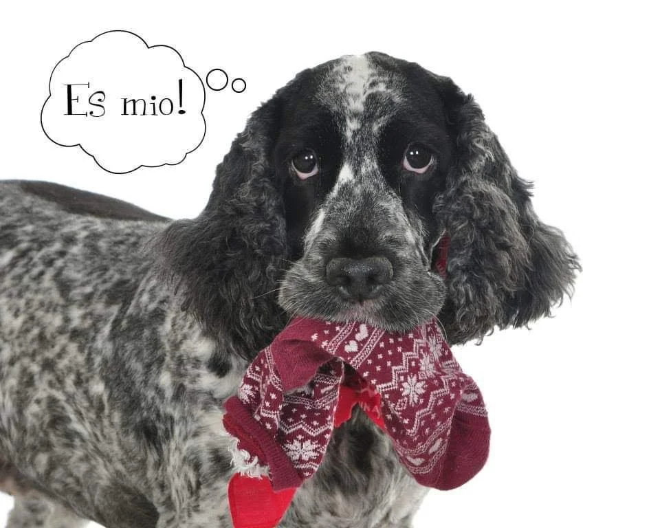 Un perro con manchas negras y grises en el cuerpo, usando un lazo rojo con patrón navideño en el cuello, y con un globo de pensamiento que dice '¡Es mío!'.
