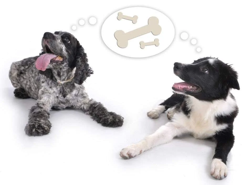 Dos perros acostados, uno con pelaje gris y negro y la lengua afuera, el otro con pelaje negro y blanco, mirando con interés, con un dibujo de huesos en un globo de pensamiento entre ellos.