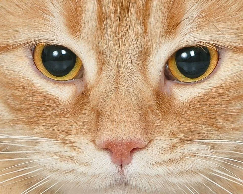 Primer plano de la cara de un gato anaranjado con ojos amarillos y brillante, mostrando su hocico y bigotes.