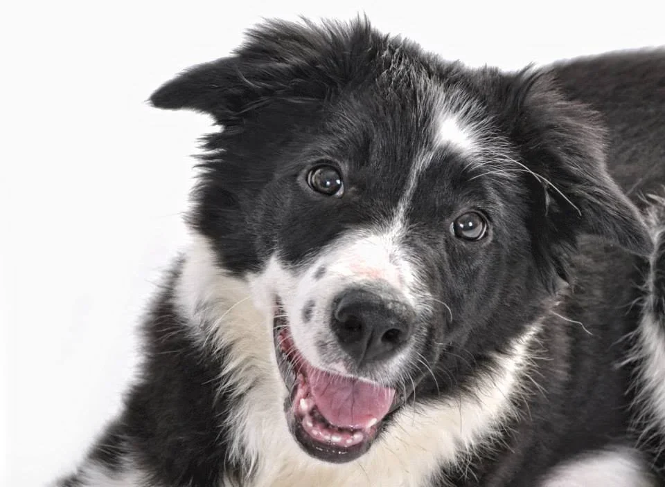 Perro mestizo con ojos brillantes y expresión feliz en primer plano, con fondo blanco.
