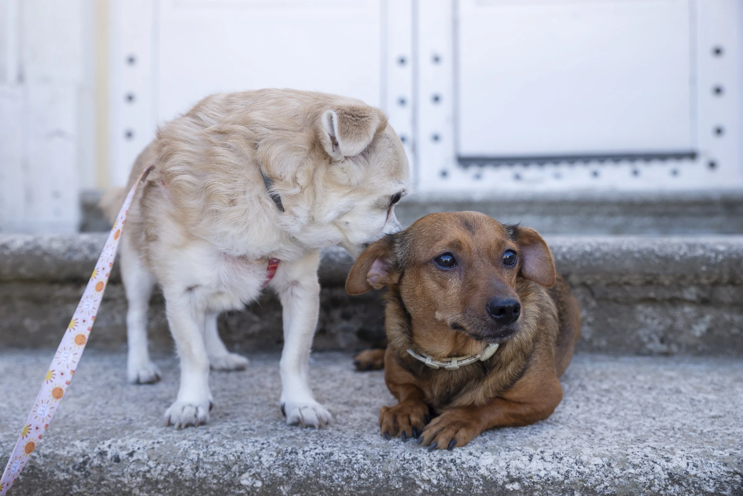 Dos perros, uno de color beige y enano, el otro de color marrón, descansando en las escaleras frente a una puerta blanca. El perro beige parece oler al perro marrón.