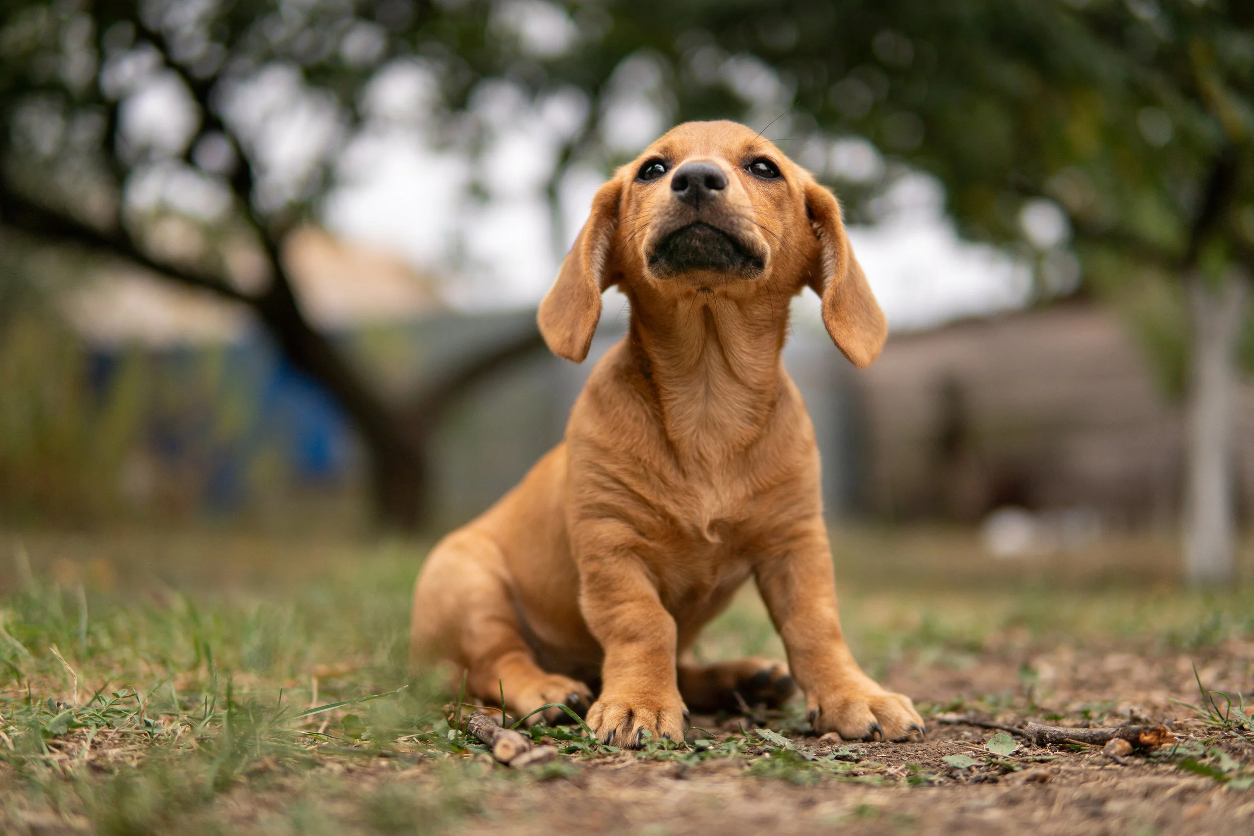 Cachorro de raza dálmata en un parque con árboles y césped.