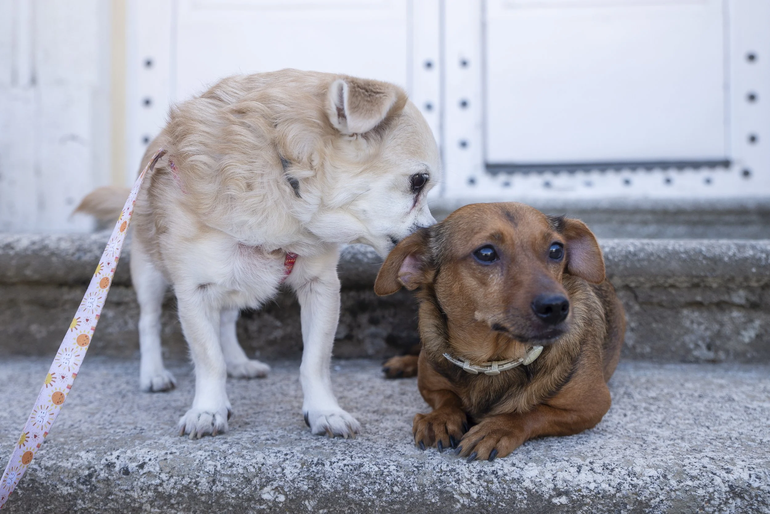 Dos perros en la acera, uno está de pie y el otro acostado, en frente de una puerta blanca.