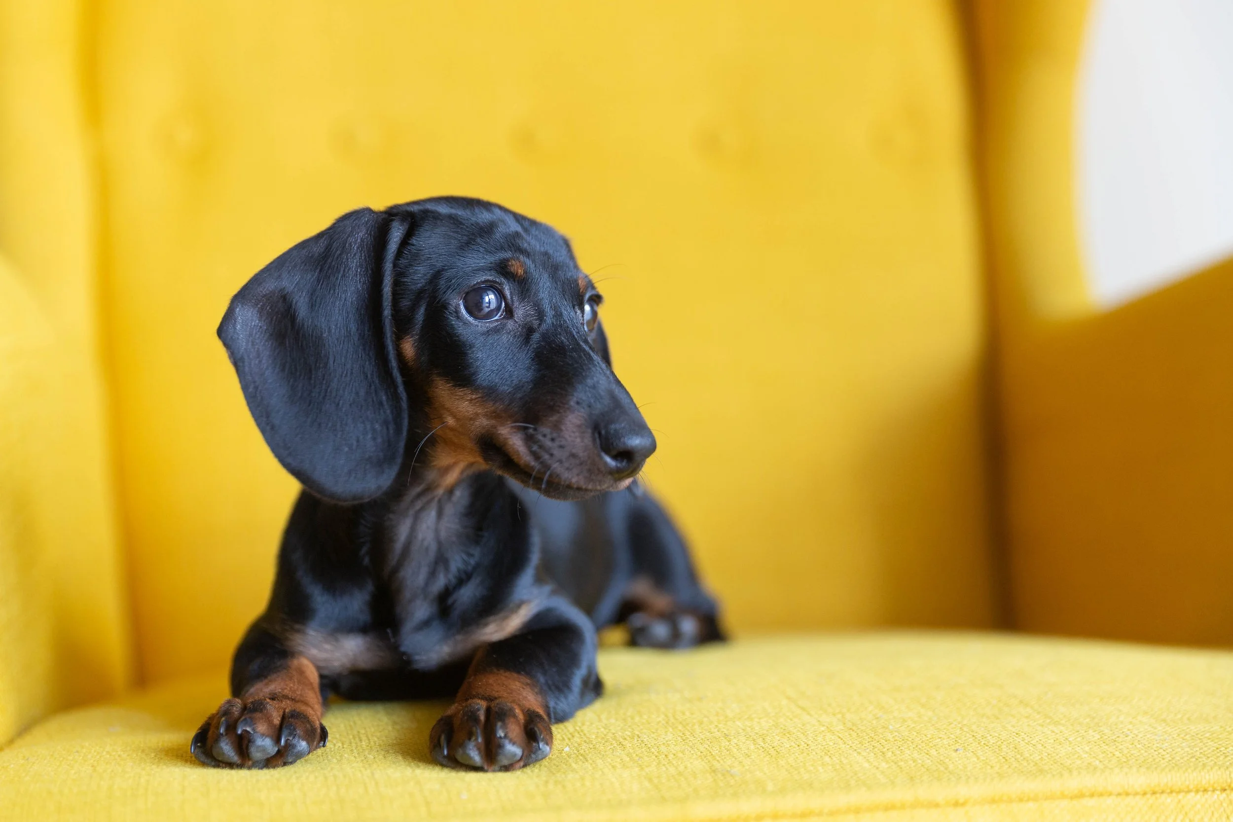 cute-puppy-of-dachshund-2026-01-08-06-23-22-utc (1).jpg