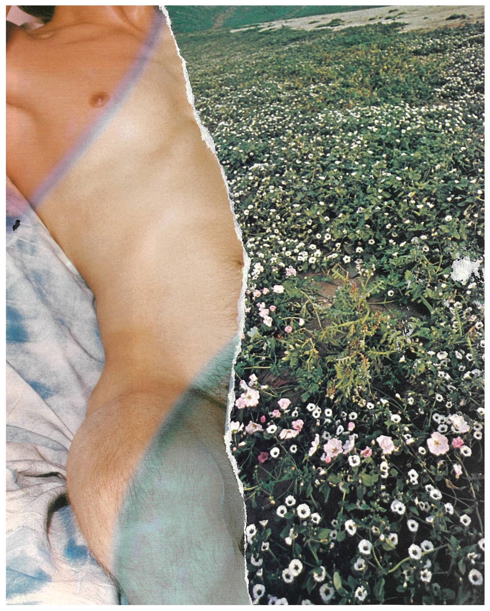 halophyte | a5 print