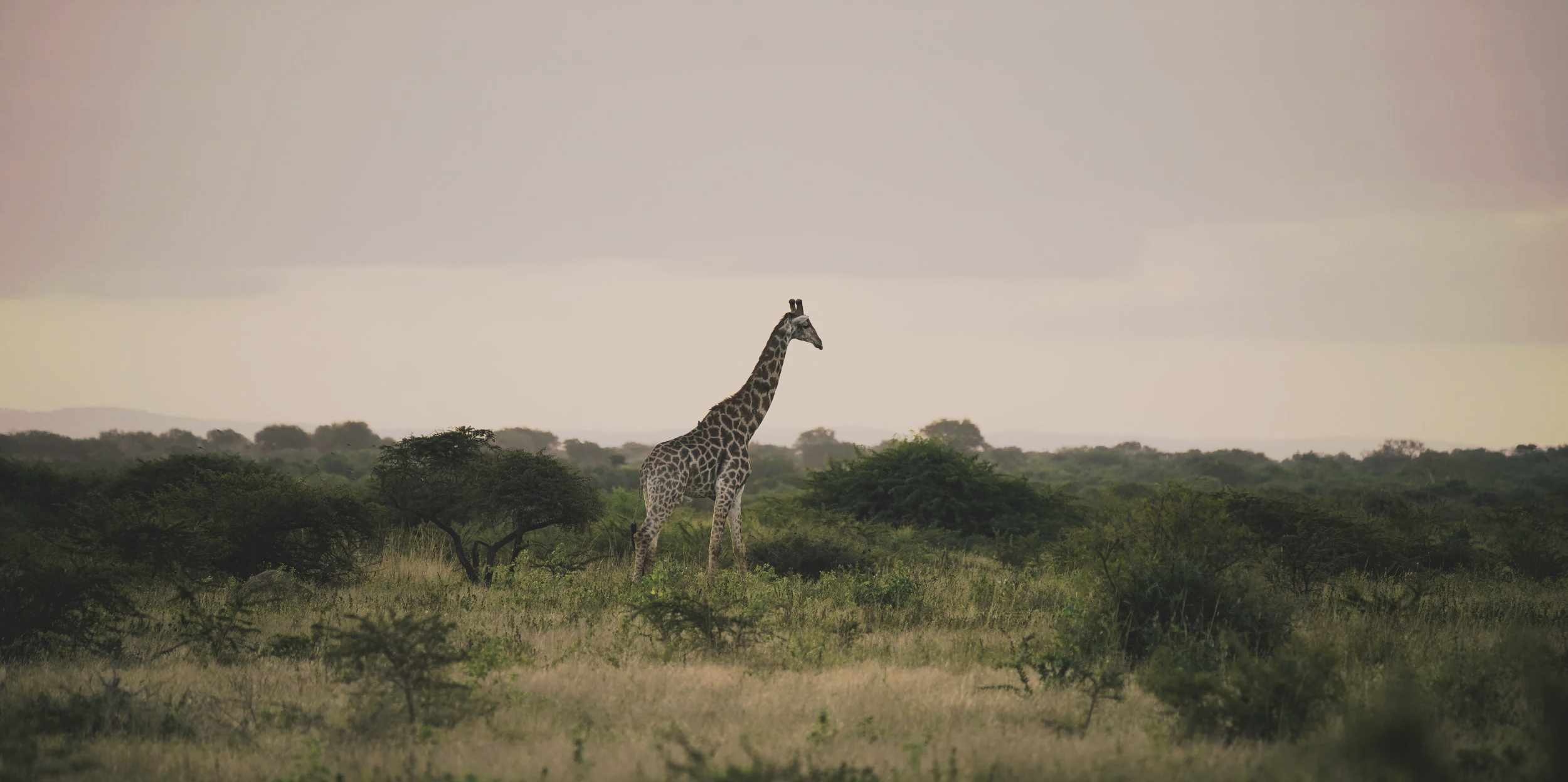 Eine einzelne Giraffe in einer Savannenlandschaft in Südafrika, umgeben von Büschen und Bäumen, unter einem bewölkten Himmel.