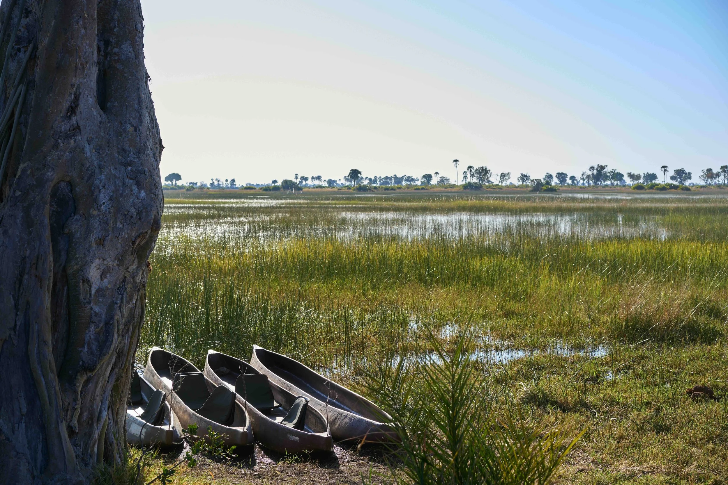 Mokoro Einbaumboote am Ufer des Okavango Delta in Botswana mit viel grünem Gras und weitem Blick. 