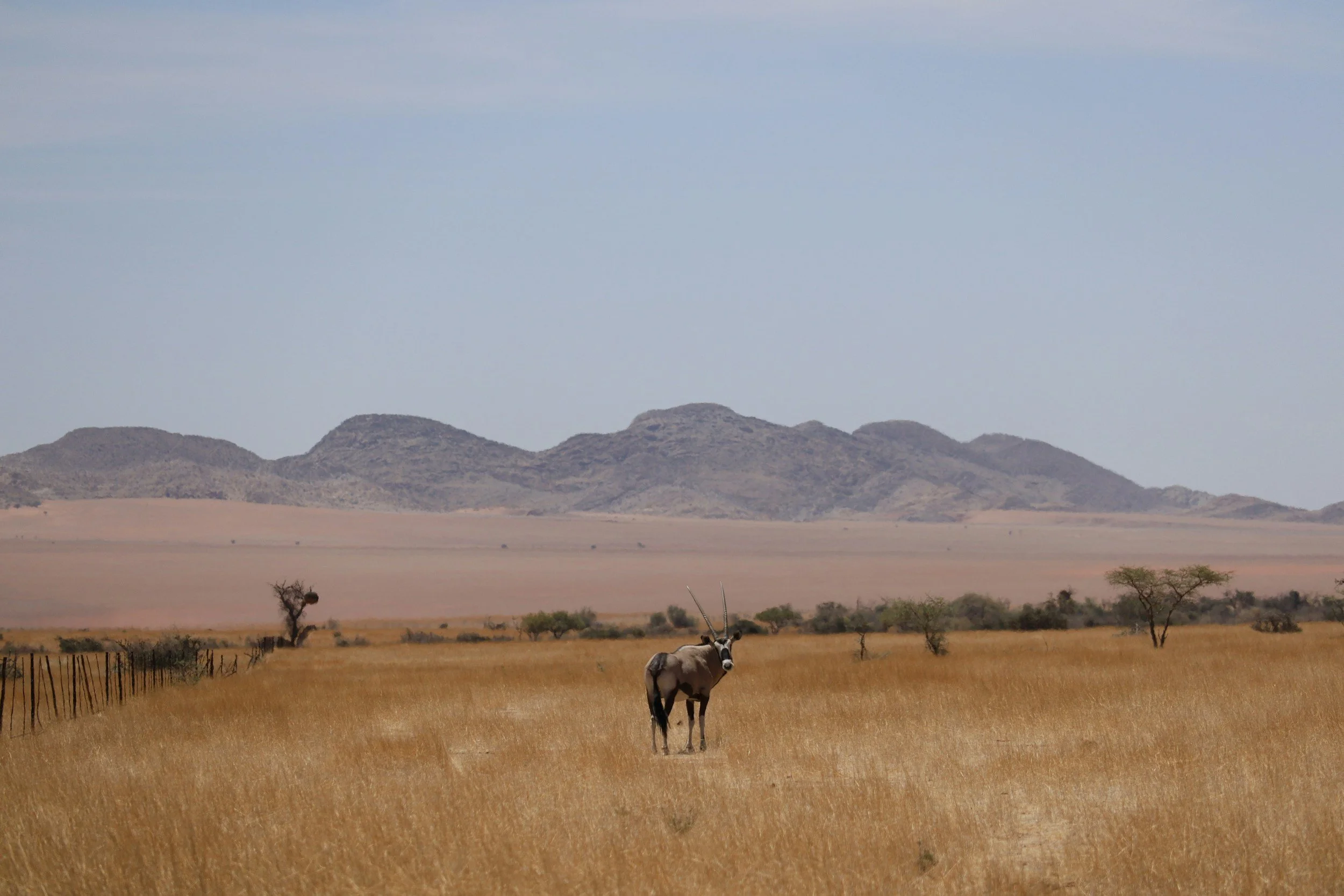 Oryx-Antilope in einer steppenartigen Landschaft in der Kalahari in Botswana mit Bergen im Hintergrund. 