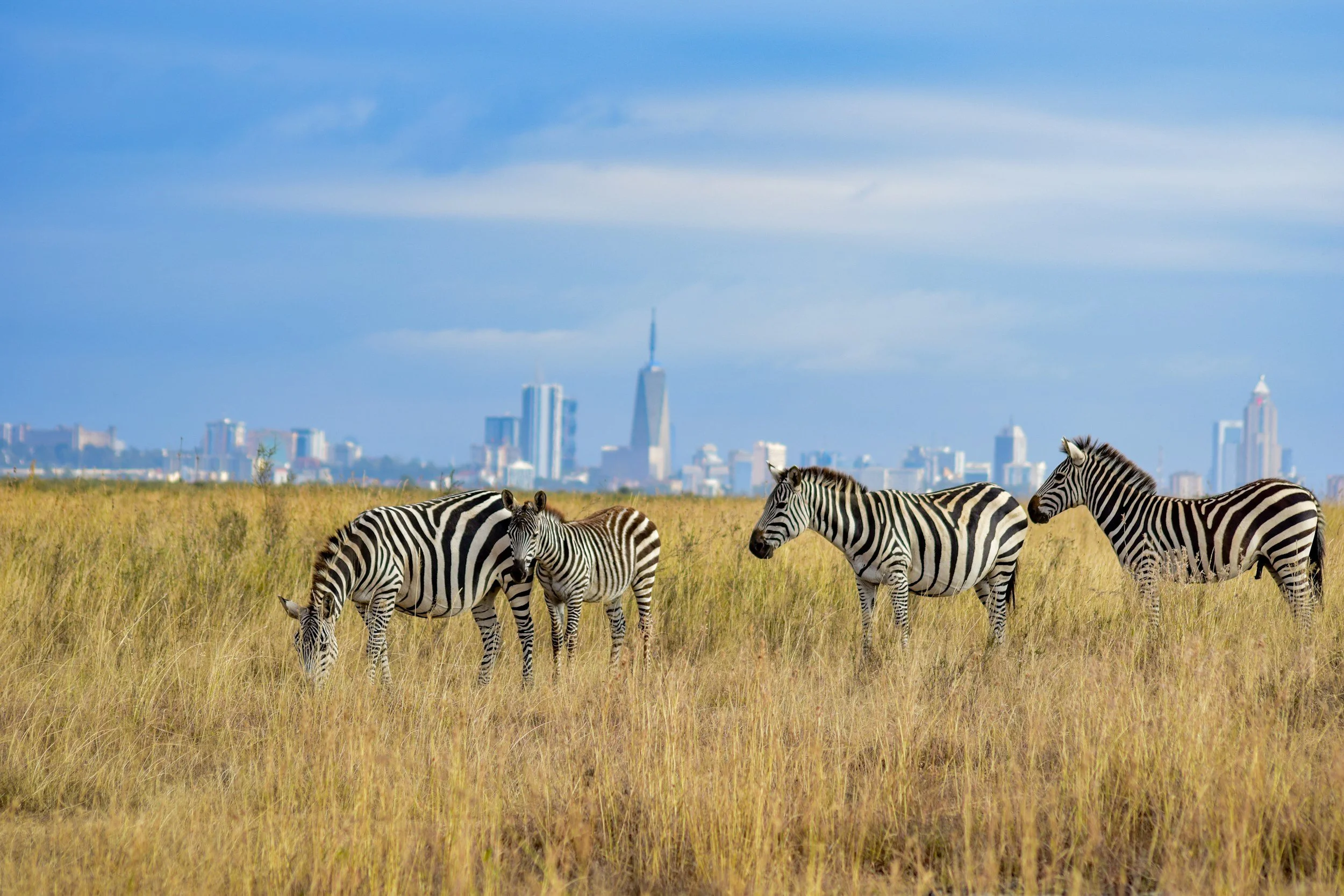 Zebras in einer steppenartigen Landschaft im Nationalpark direkt vor Nairobi mit Blick auf die Skyline von Nairobi