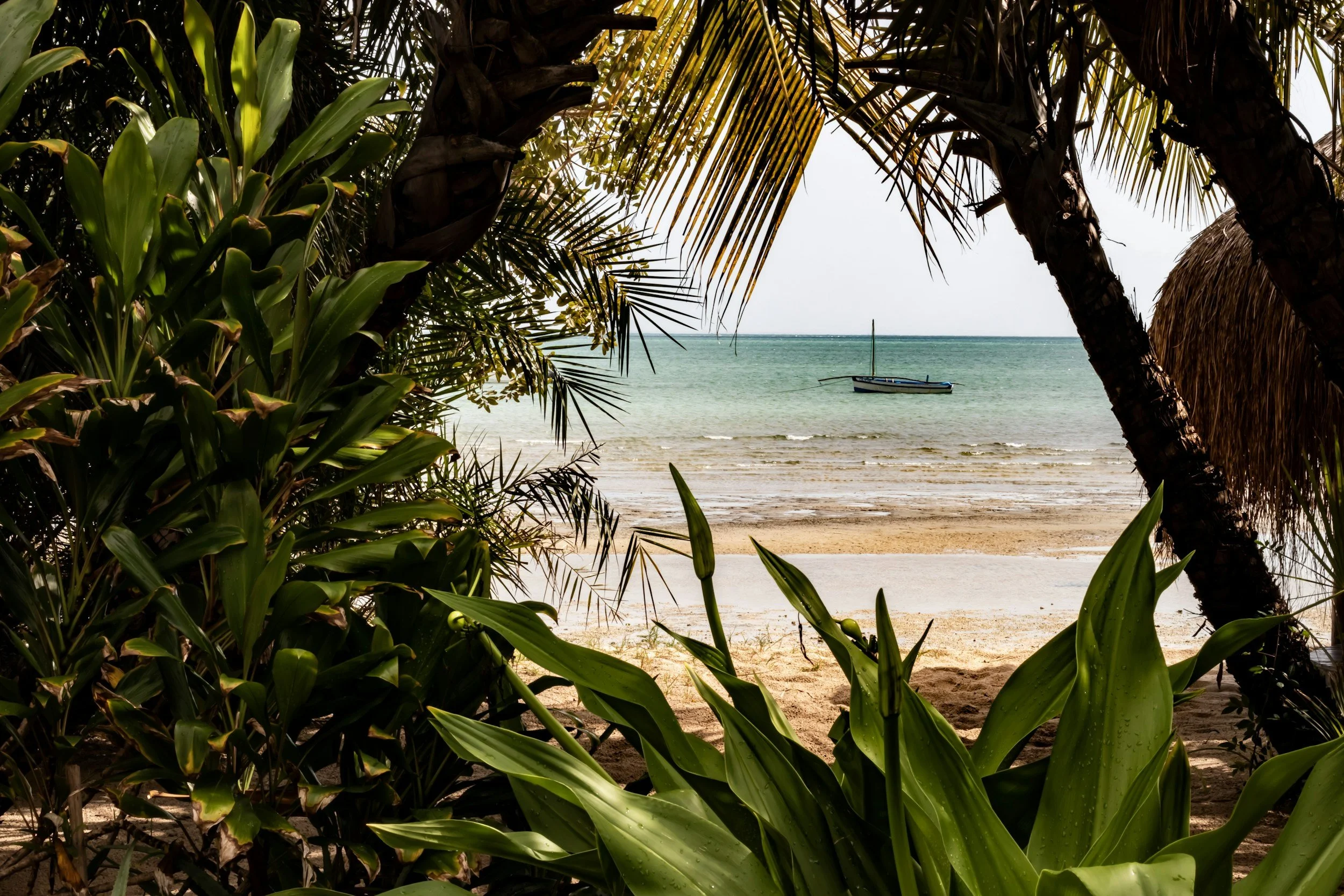 Blick durch Palmen auf ein Segelboot auf dem türkisfarbenem Meer vor dem Ufer mit weißem Sandstrand des Bazaruto Archipels