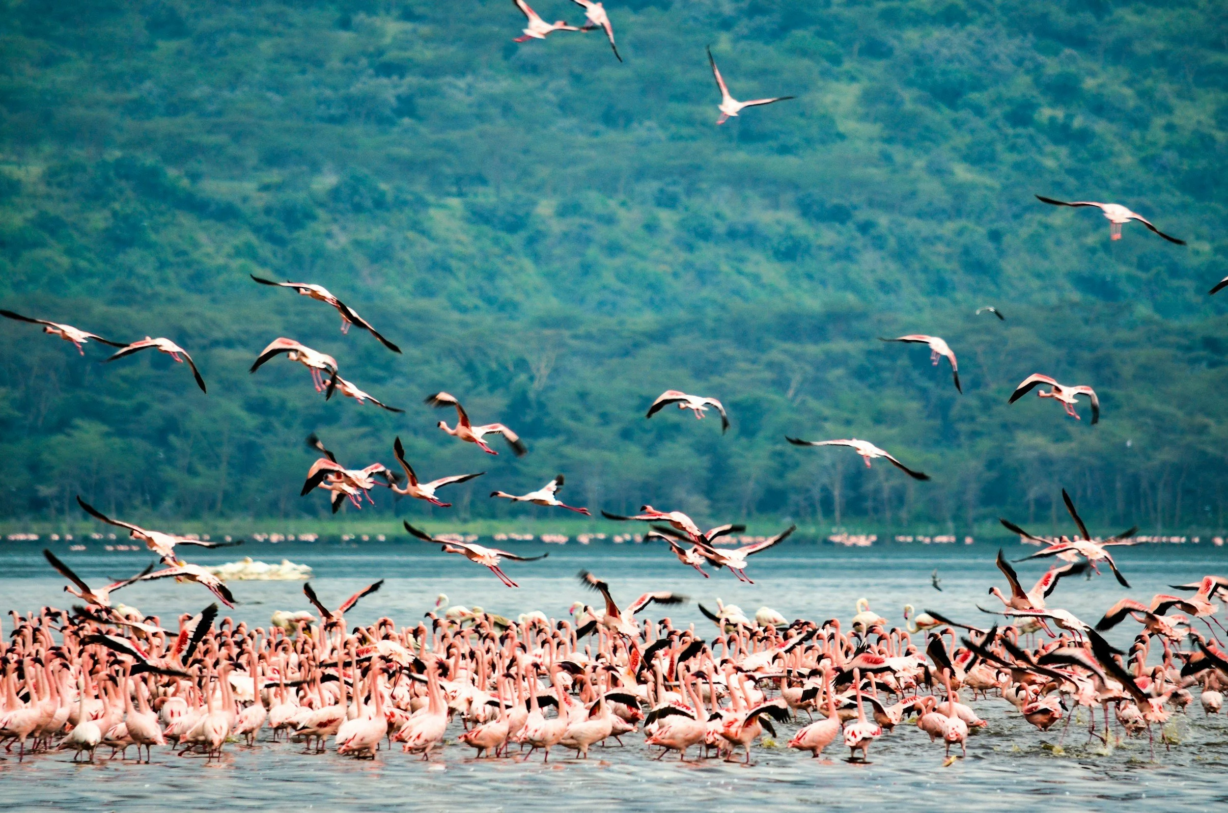 Hunderte rosafarbene Flamingos im Lake Naivasha in Kenia