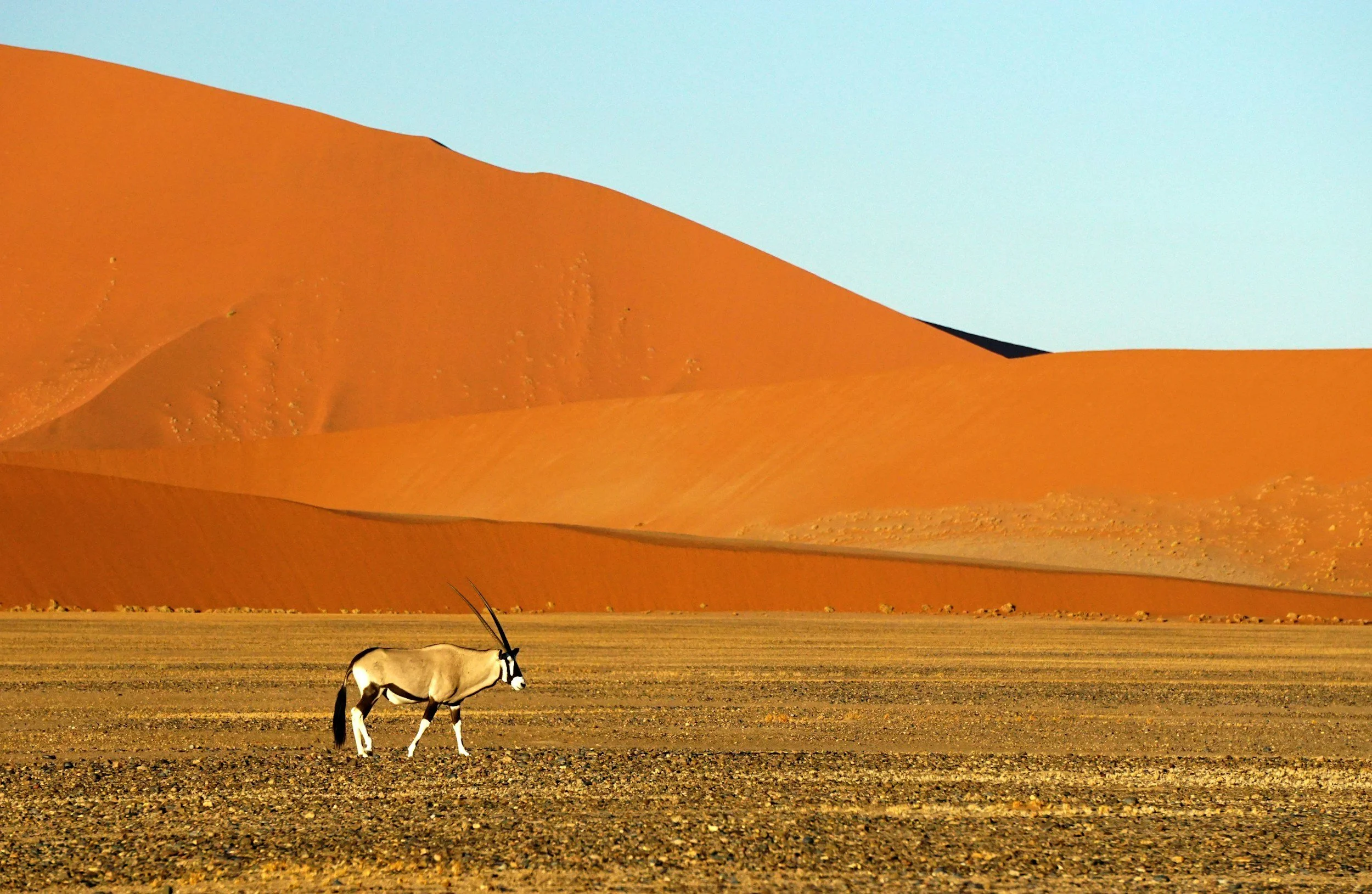Oryx-Antilope vor den orangefarbenen Dünen in der Namib-Wüste in Namibia