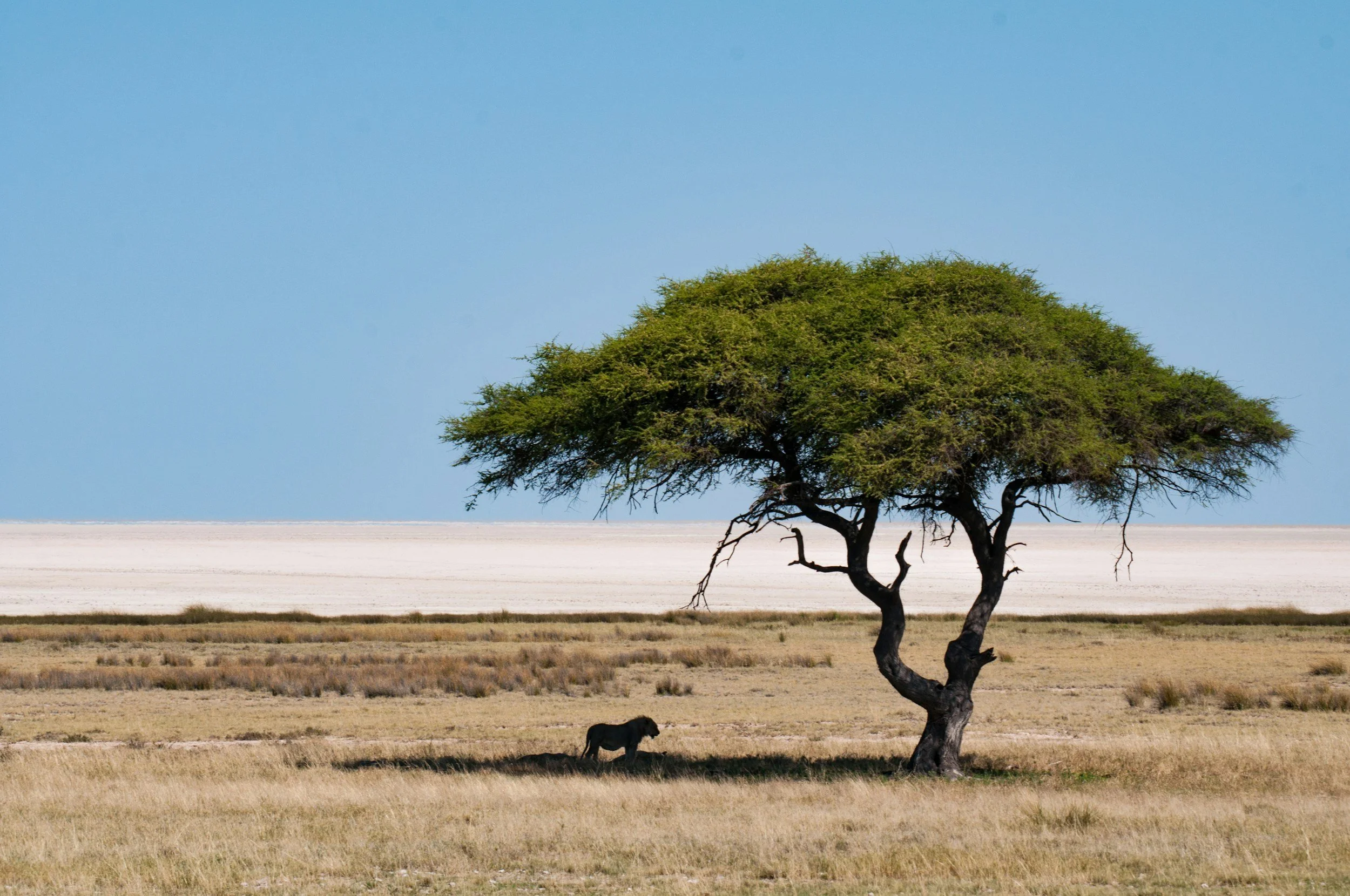 Einzelnes Zebra unter einem Baum in einer Steppenlandschaft. Im Hintergrund ist die weite Salzpfanne des Etosha Nationalparks in Namibia