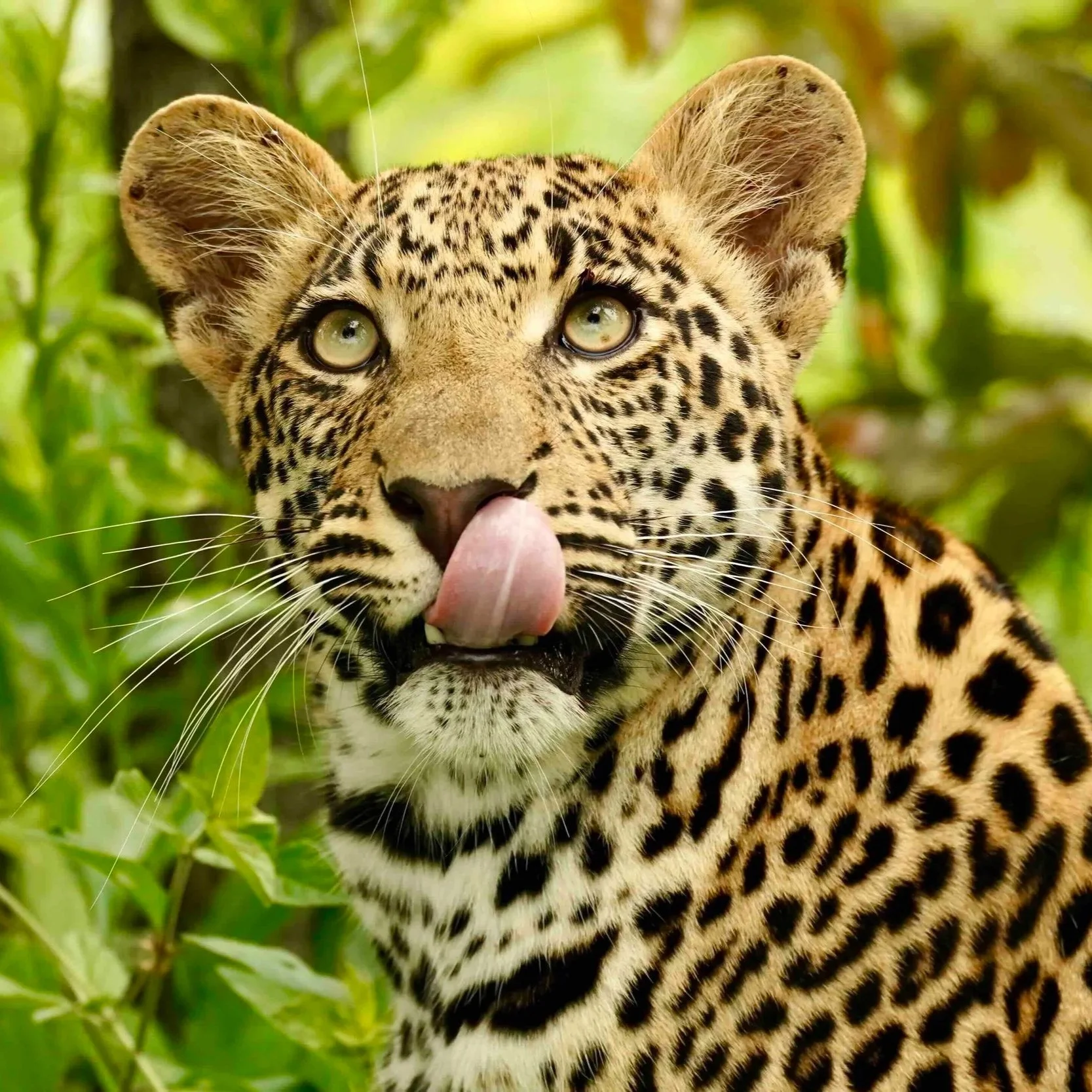 Portraitbild eines Leopards im Sabie Sands in Südafrika