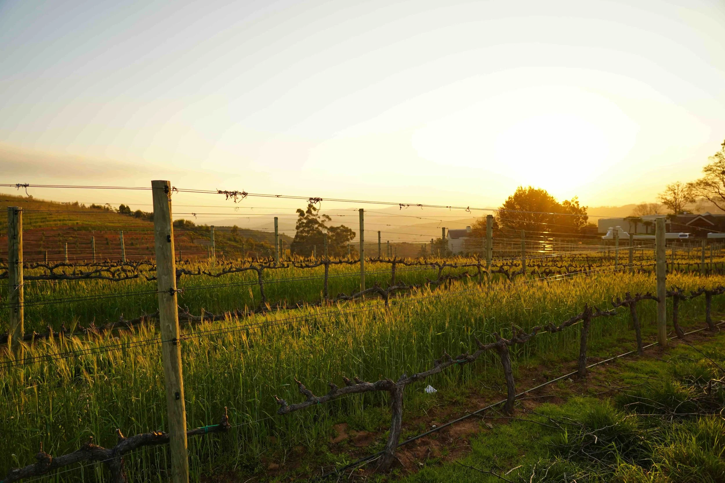 Landschaft in den Cape Winelands in Stellenbosch mit Blick auf die Berge. 