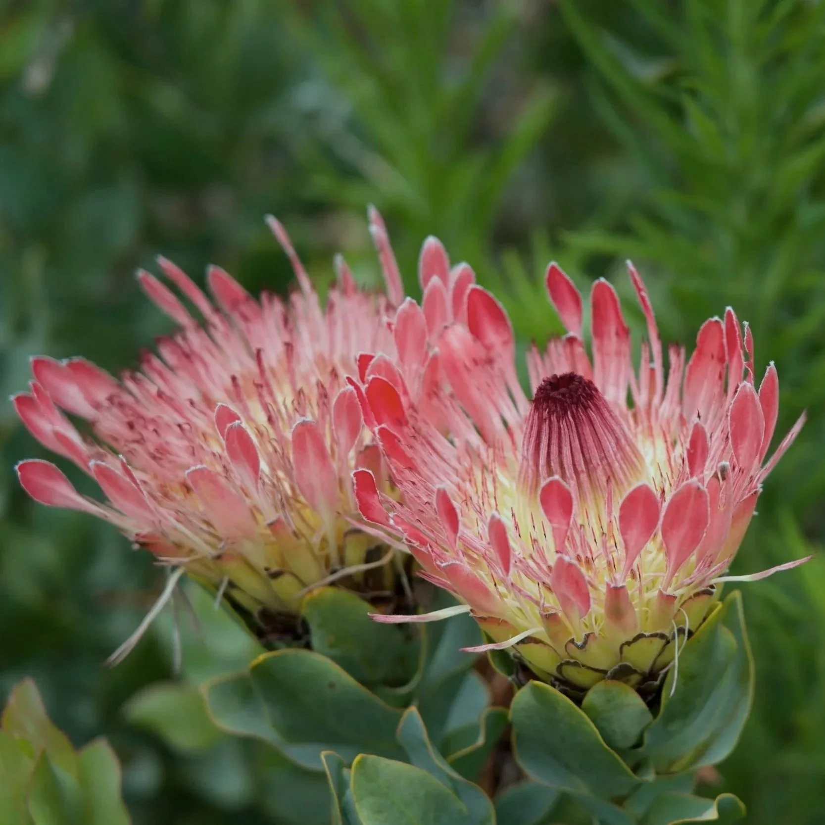 Zwei pinkfarbene Protea-Blumen mit grünen Blättern im Hintergrund im Kirstenbosch National Botanical Garden