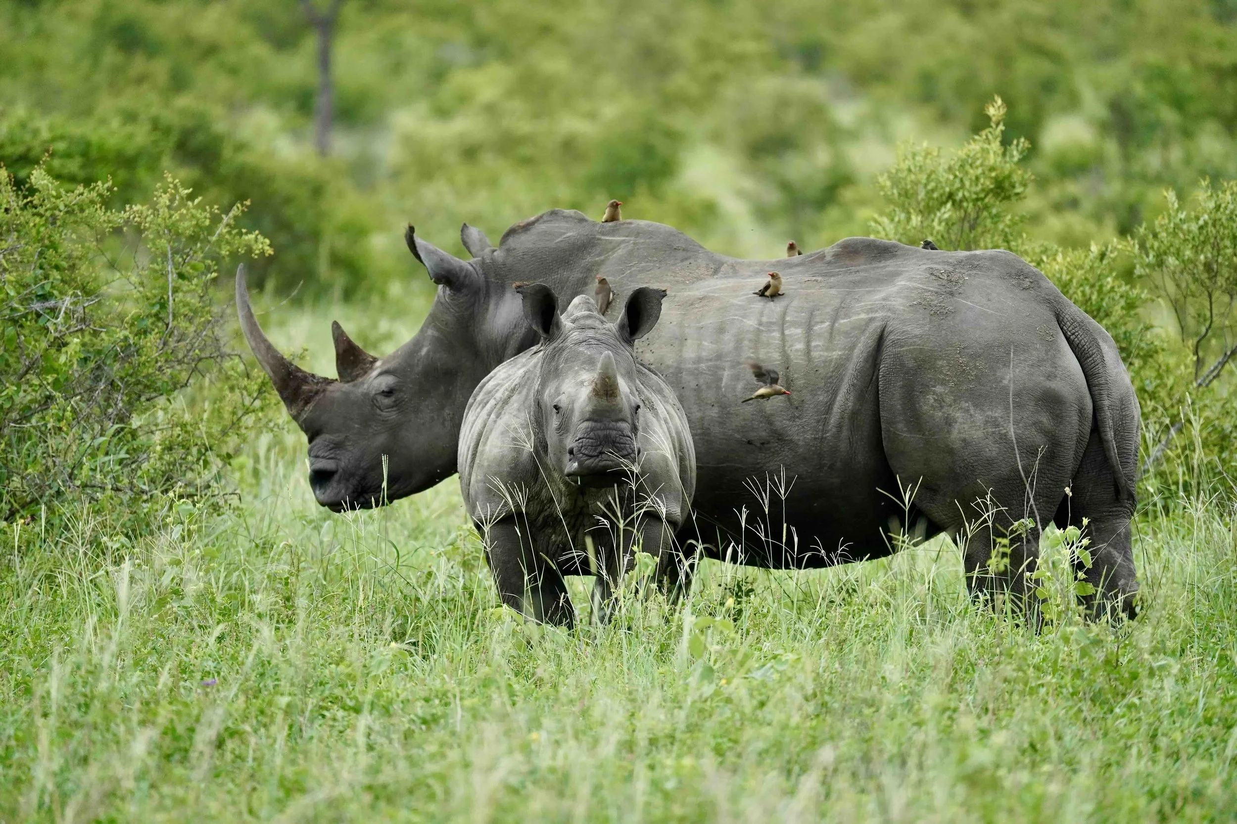 Ein Nashorn mit einen jüngeren Nashorn mit Vögeln auf dem Rücken im Kruger Nationalpark in Südafrika