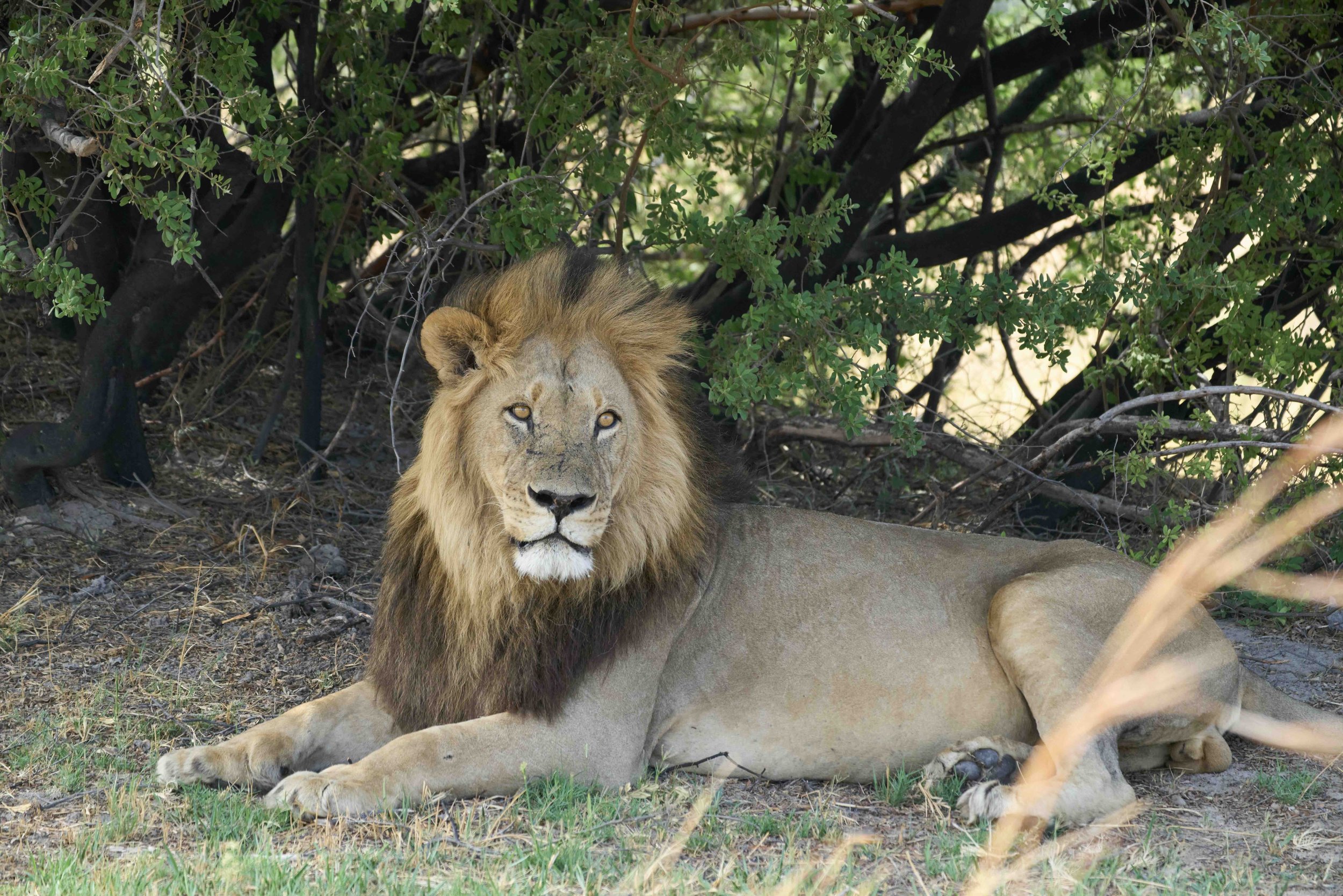 Männlicher Löwe mit großer Mähne ihm Hwange Nationalpark in Simbabwe