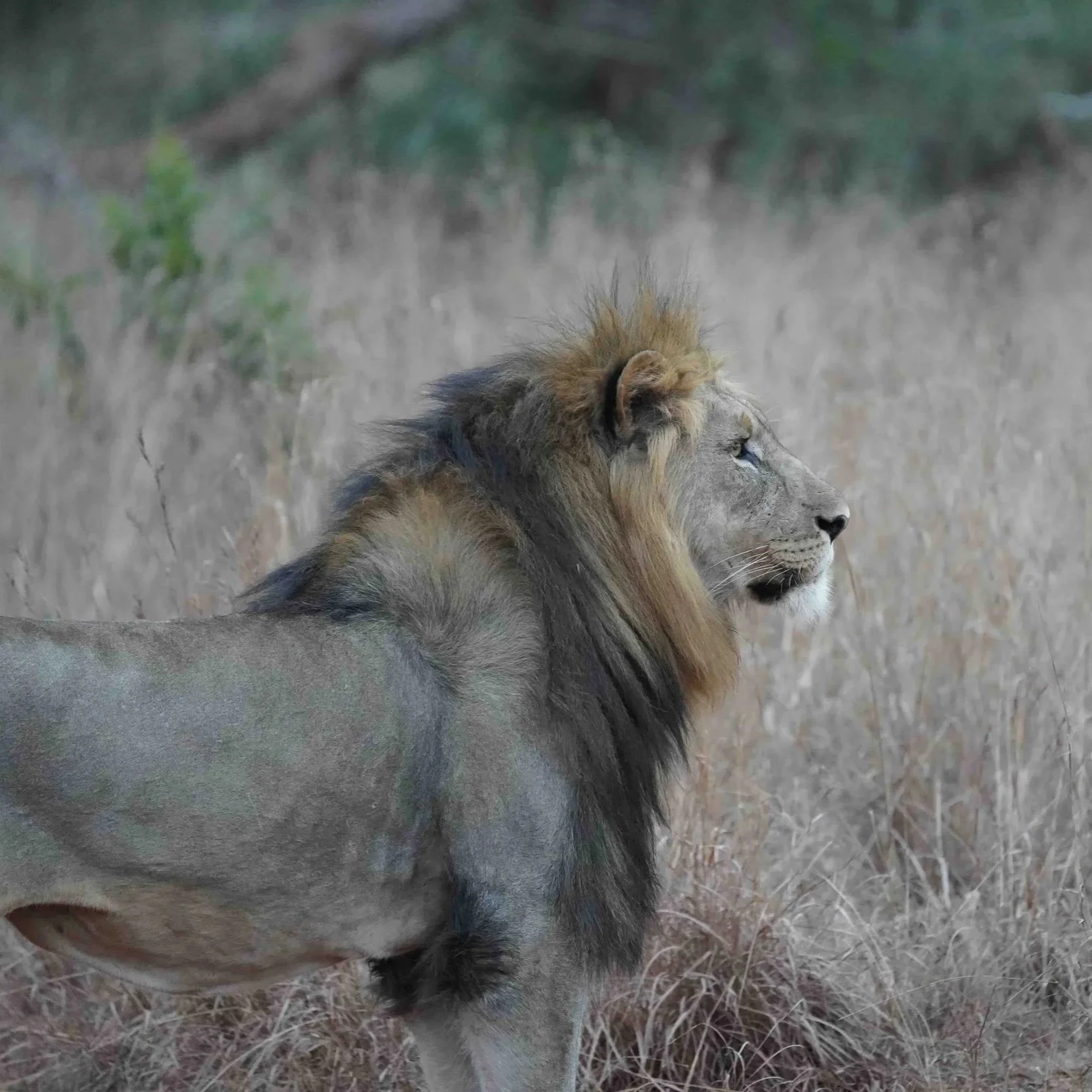 Bild eines männlichen Löwen im Profil in einer Steppenlandschaft in Sambia im Kafue Nationalpark