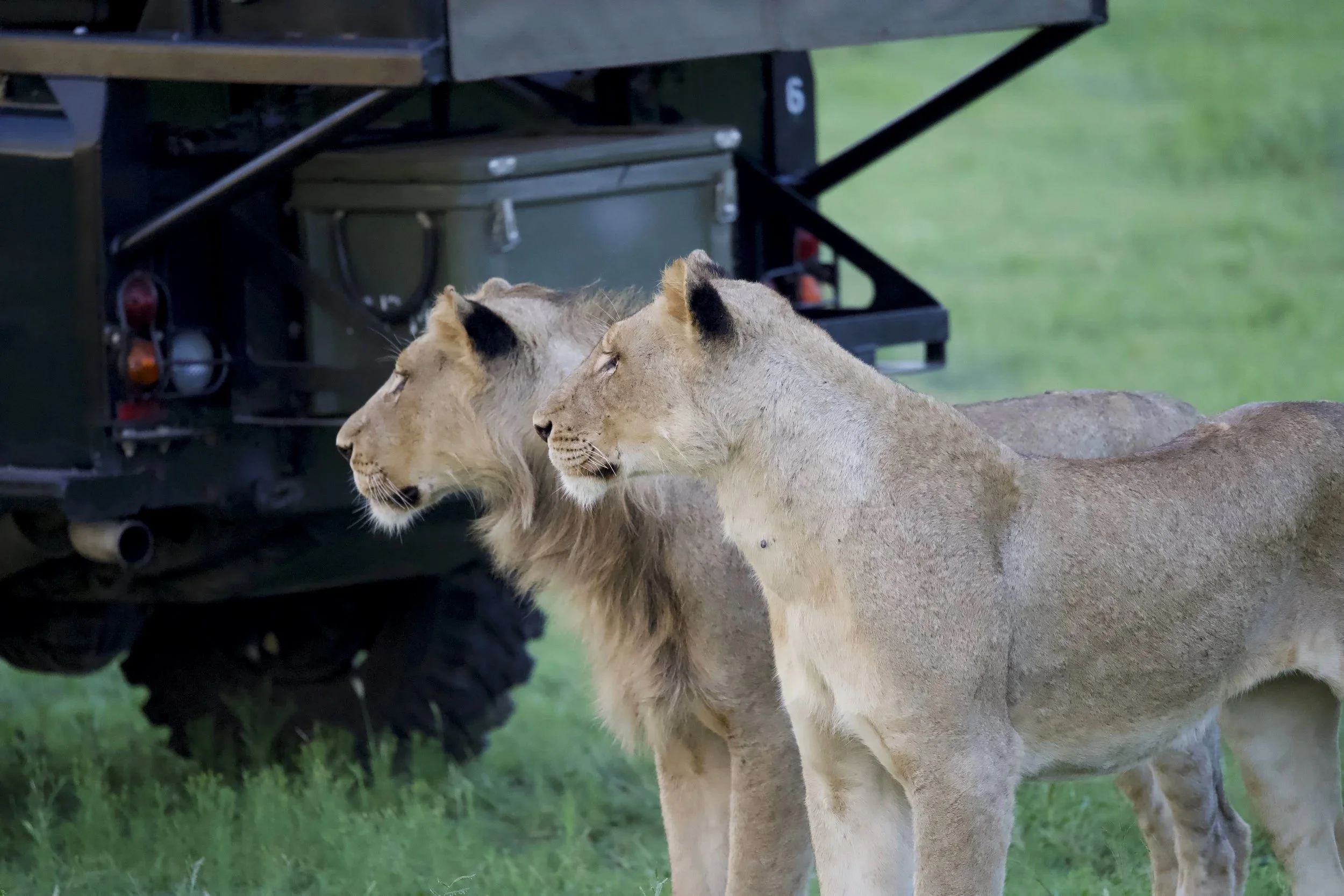 Zwei Löwen stehen auf grünem Gras im Sabie Sands in Südafrika und schauen nach links nebeneinander, im Hintergrund ist ein Safari Jeep sichtbar.