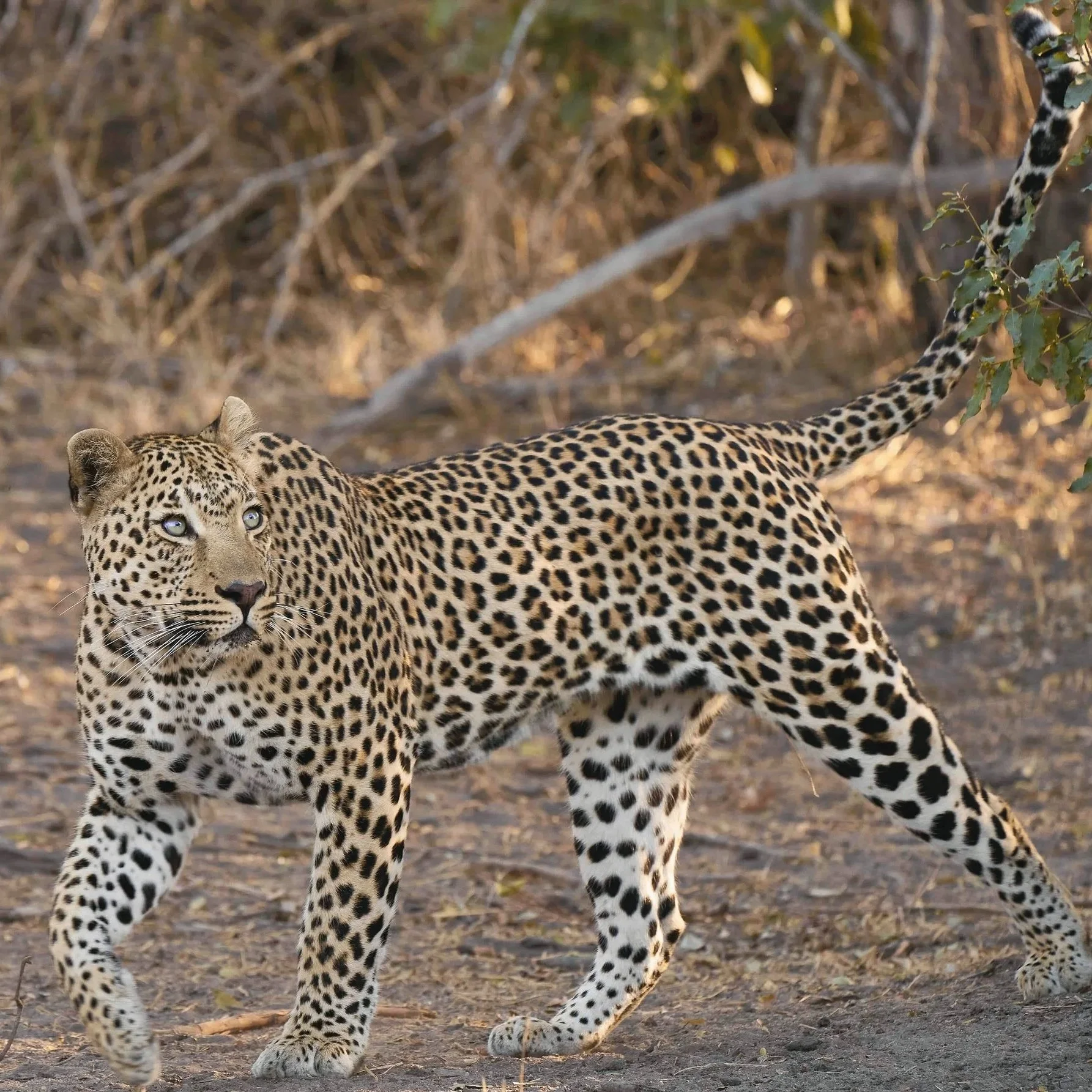 SAMBIA