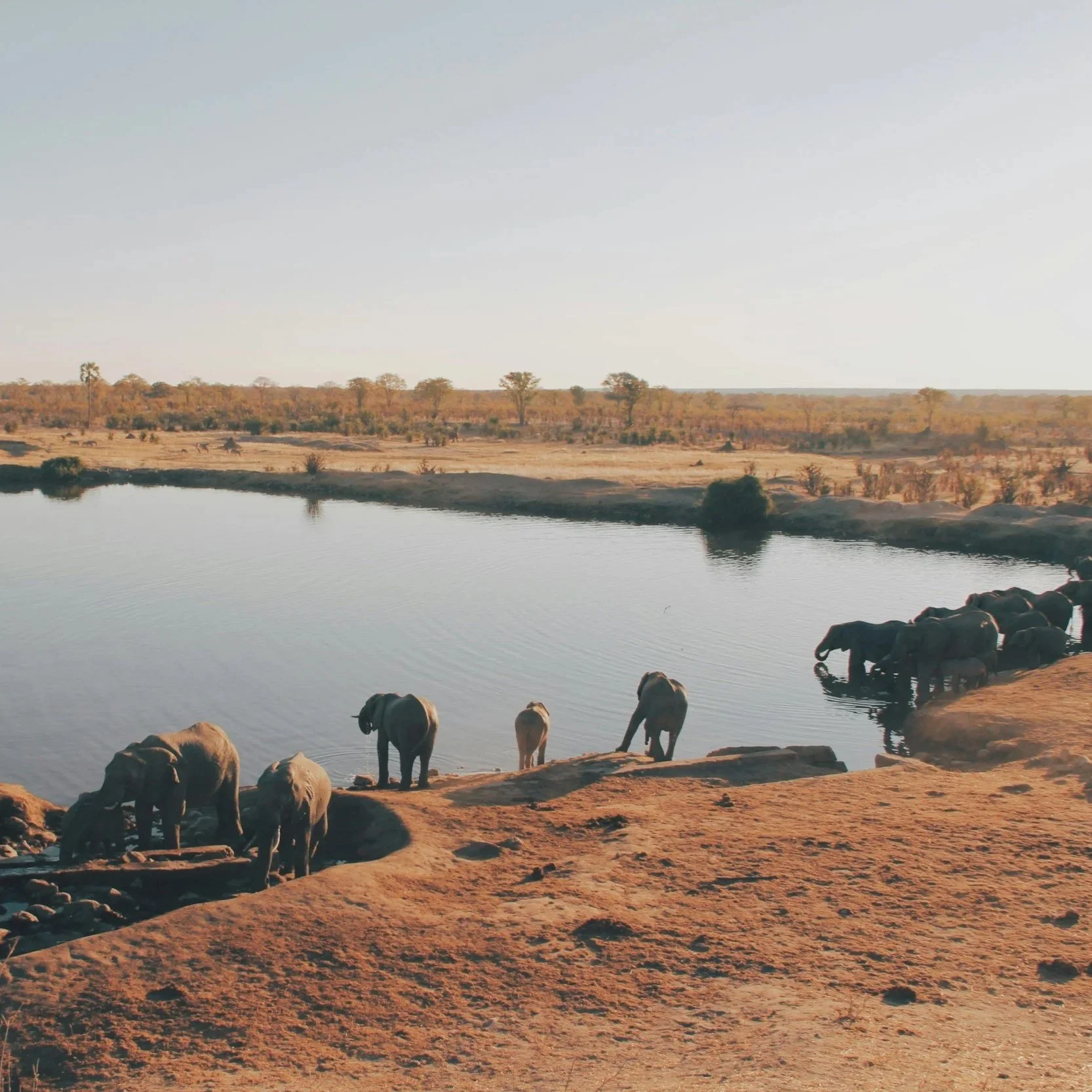 Elefanten stehen am Ufer der Mana Pools in Simbabwe