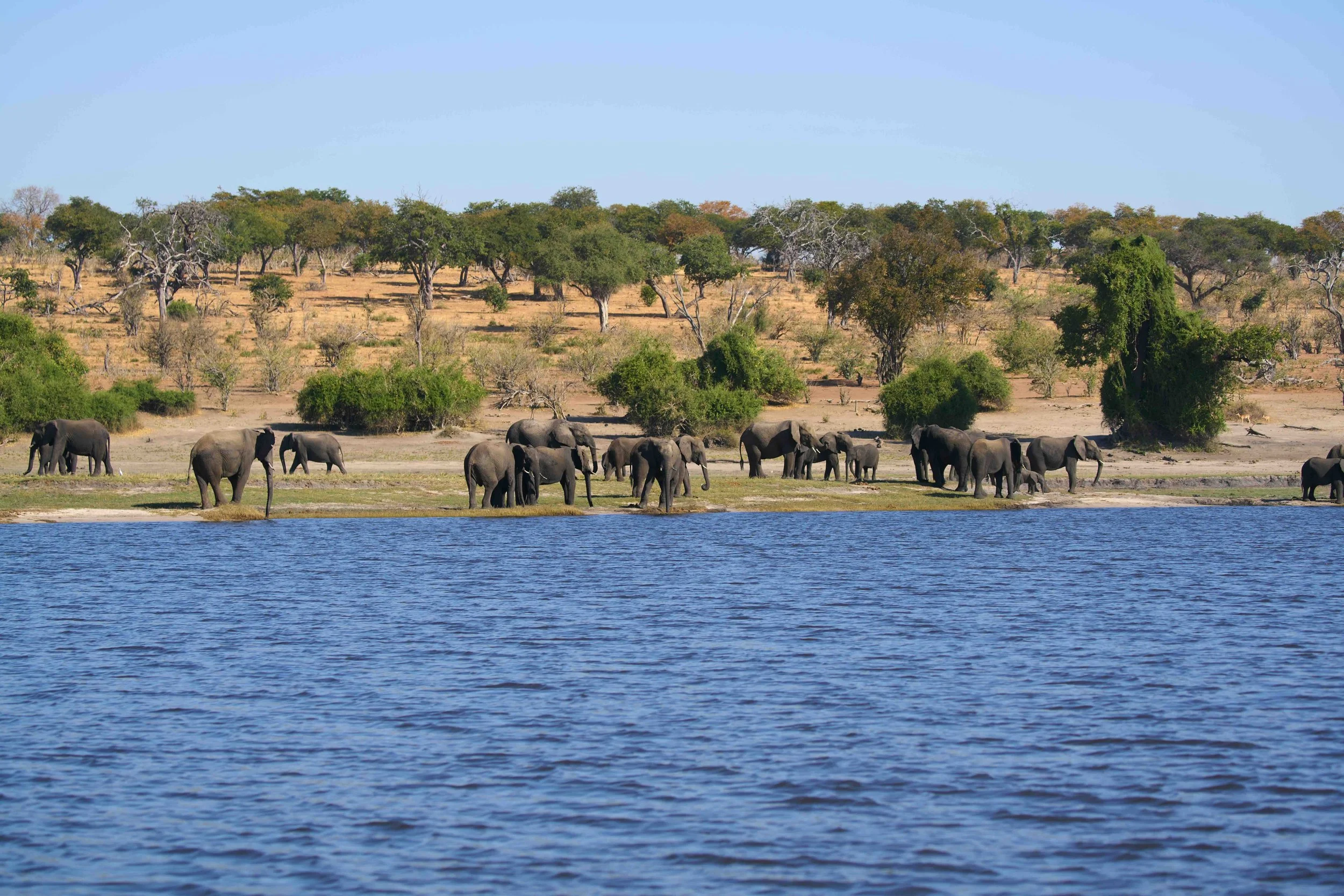 Elefantenherde am Ufer des Chobe River im Chobe Nationalpark in Botswana. Im Hintergrund steppenartige Landschaft mit Bäumen. Im Vordergrund Fluss. 