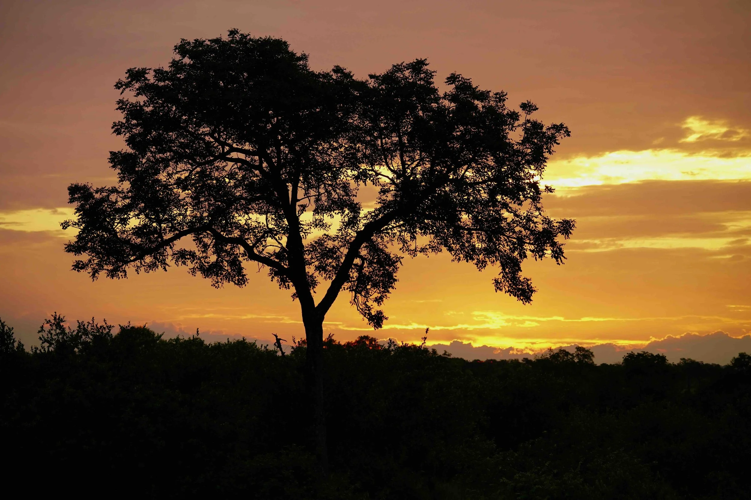 Silhouette eines Baumes vor einem Sonnenuntergang mit orangefarbenem Himmel und Wolken im Hintergrund in Afrika