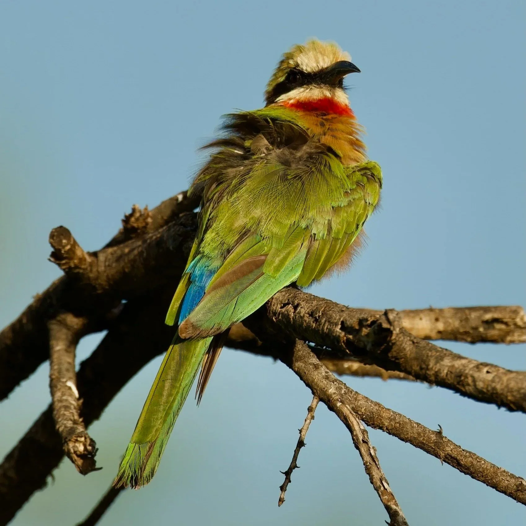 Ein bunter Vogel mit grünen, blauen und roten Federn sitzt auf einem Baumast unter einem blauen Himmel in Afrika