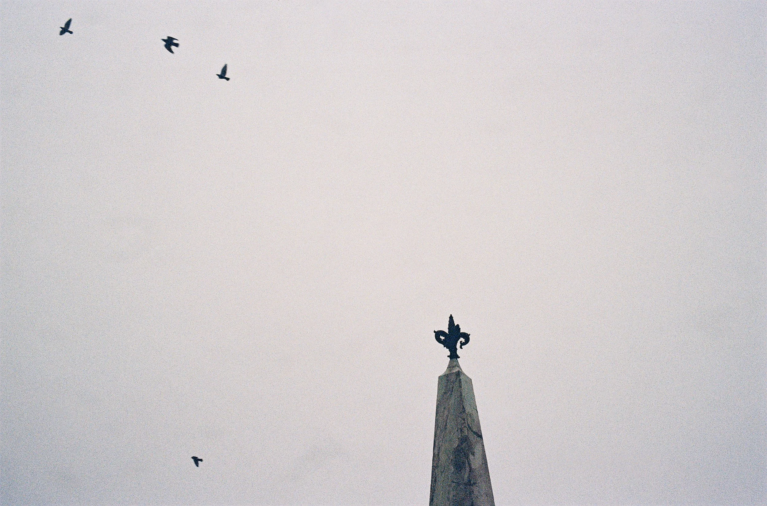 Birds flying above a historic architectural spire in Italy, photographed with a grainy film-like texture.
