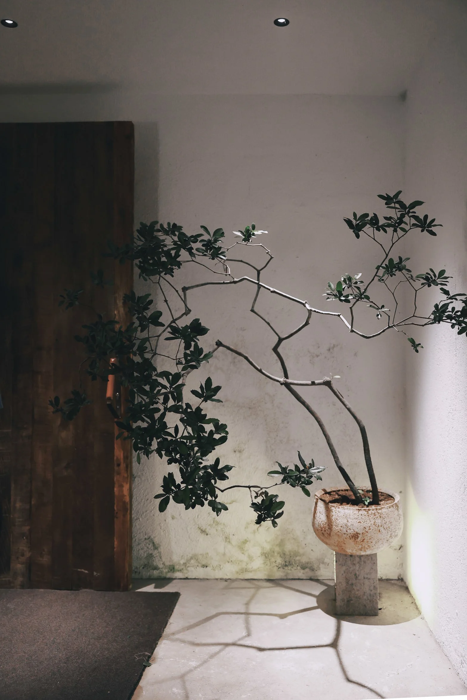 A quiet garden courtyard in Hangzhou with a sculptural potted tree and soft interior light.