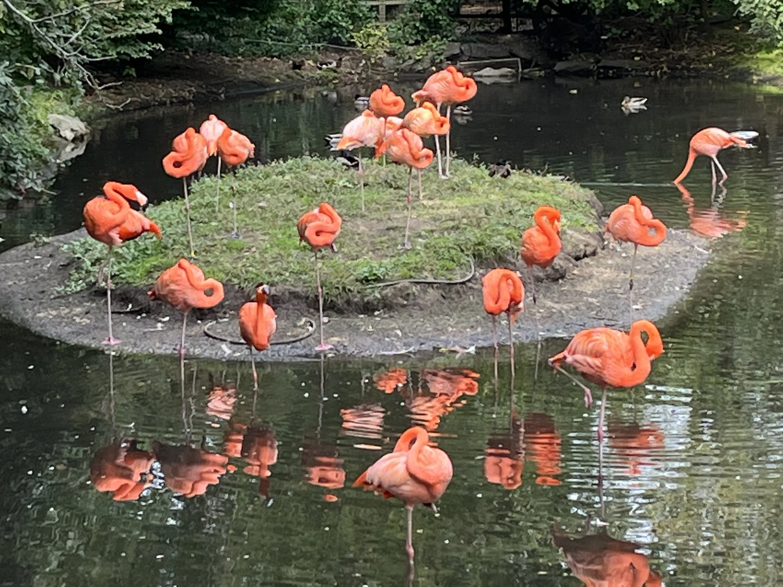 7-Flamboyance of Flamingoes