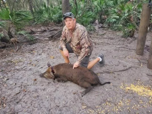 Man kneeling behind a recently killed wild boar in a wooded area